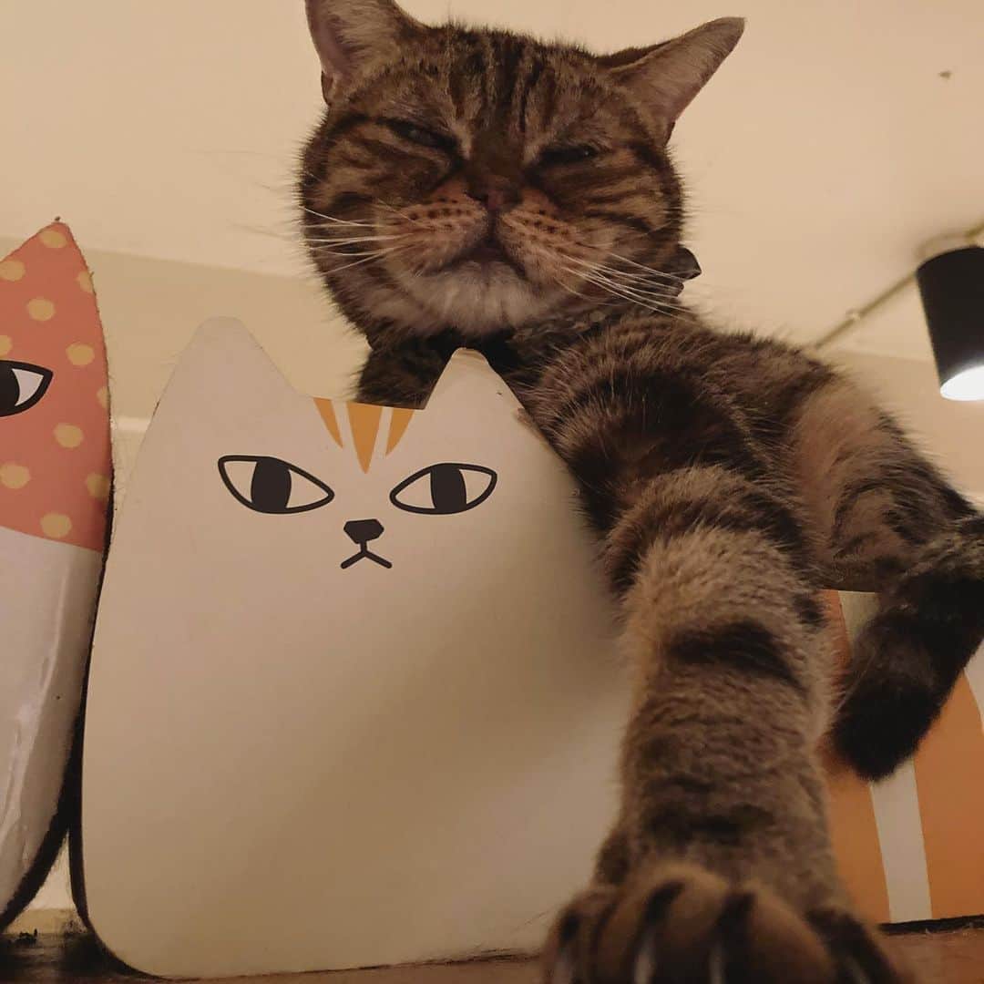 のインスタグラム：「ぬーん  休日はあっという間に 終わる  #americanshorthair #kitty #kitten #cat #cats #catstagram #neco #アメリカンショートヘア #ねこ #猫 #ネコ #にゃんこ #ニャンコ #猫部 #猫もふ #ねこのきもち #ねこのいる生活 #ねこのいる暮らし」