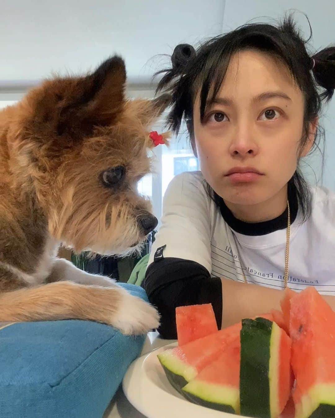 パク・ヒボンさんのインスタグラム写真 - (パク・ヒボンInstagram)「小滿🌼너랑 나랑 사이좋게 sᴜsᴜ=🍉 노나먹기🐶  #우리집공쥬선생님여시방맹이 #효도베테랑ᴋ장녀 #우도출신집시강생이 #바람의똘히피박바야바푸랑소와윤 #cowirishterrier🌈시조견 #adopt #adoptdontshop」5月21日 23時34分 - heevonne