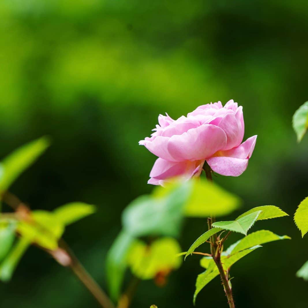 プンクマさんのインスタグラム写真 - (プンクマInstagram)「彩り溢れる薔薇の森。 昨日のドリプレローズガーデンでバザールも開催されて多くのお客様で賑わっておりました。 次のバザールは秋の予定ですよ。^_^ #ドリプレローズカーデン #薔薇の森 #バザール #薔薇 #ROSE_GARDEN」5月22日 11時18分 - pnkm913