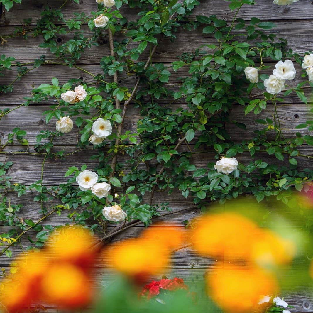 プンクマさんのインスタグラム写真 - (プンクマInstagram)「彩り溢れる薔薇の森。 昨日のドリプレローズガーデンでバザールも開催されて多くのお客様で賑わっておりました。 次のバザールは秋の予定ですよ。^_^ #ドリプレローズカーデン #薔薇の森 #バザール #薔薇 #ROSE_GARDEN」5月22日 11時18分 - pnkm913