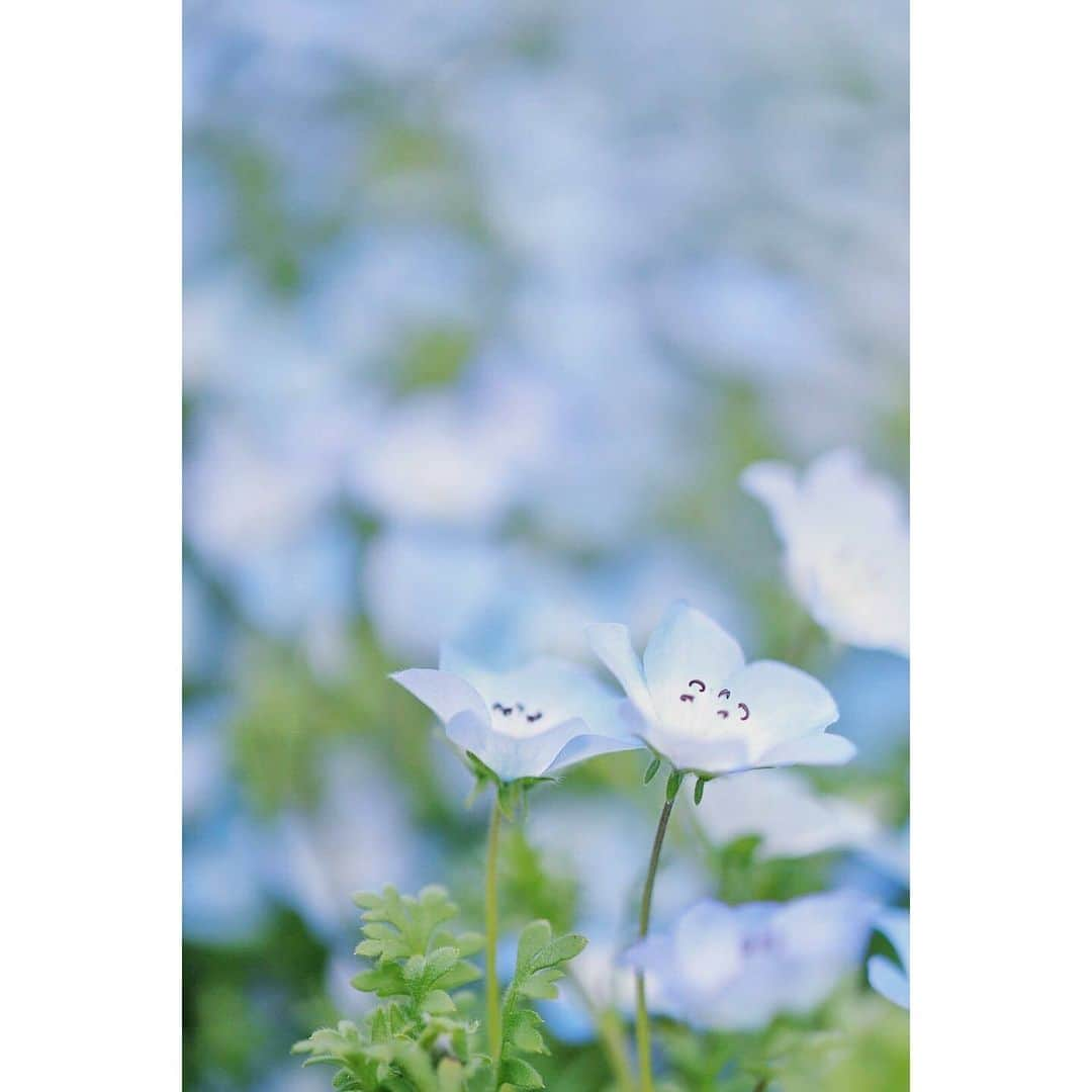 LIFE with CAMERAのインスタグラム：「ネモフィラ😌 この花は長い間咲いて 楽しませてくれますね🌿 Photo by  @shotaku2008  https://buff.ly/3BMtIAQ . ＼ユーザーのみなさまの作品を紹介中／ . EOS M200・M100・M10に限らず、すべてのCanonのカメラで撮影された写真や動画に、指定のハッシュタグをつけて投稿いただいた作品をシェアさせていただきます！ . ▽指定ハッシュタグはこちら #LIFEwithCAMERA + #機材名 （例：#eosm200、#eosr10、#powershotg7xmk3など） . （※）紹介させていただく際は事前にご連絡はいたしませんのでご了承ください。 （※）投稿いただく写真に使用される著作物、肖像については、ご本人が著作権を有するもの、又は権利者から事前に使用承諾を得たものであるものとします。ご投稿いただく写真に関して万一問題が生じた場合は当事務局は責任を負いかねますことご了承ください。 . Canonのカメラの詳細は、本アカウントのプロフィール（ @canon_eosm ）にあるURLからご覧ください。 . #my_eosm200 #eosm200 #eos_m200 #eosm #LIFEwithCAMERA #LIFE_with_CAMERA #カメラのある生活 #Canon #キヤノン #EOS #powershot」