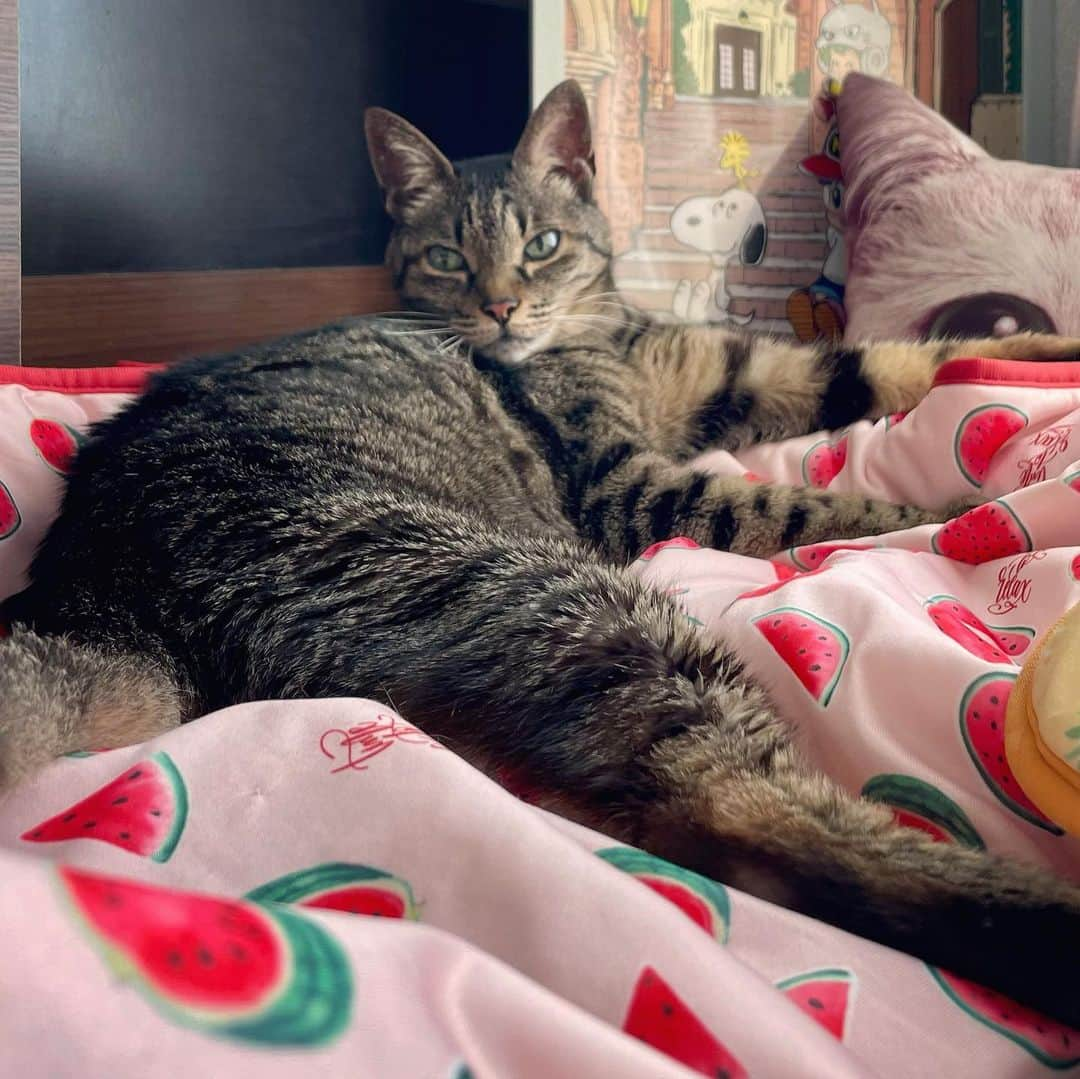 小嶋晶子さんのインスタグラム写真 - (小嶋晶子Instagram)「This is my favourite bed. There’s nothing better than squeeze myself in this bed and spend all day!!🐈🐈‍⬛🐾  夏用ベッドに衣替え🐈‍⬛🐈🐾  #cat #cats #browntabby #tortoiseshell #tortoiseshellcat #catstagram #neko #nekostagram #ねこ #ねこ部 #ねこすたぐらむ #ネコ #ネコ部  #キジトラ #キジトラネコ #キジトラ部 #かぎしっぽ #かぎしっぽ猫部 #カギしっぽ #カギしっぽ猫 #お腹ハゲてる #足の裏もハゲてる #サビ #サビ猫 #さび猫 #さび猫女子 #さびねこ部」5月22日 11時53分 - kojimamajiko