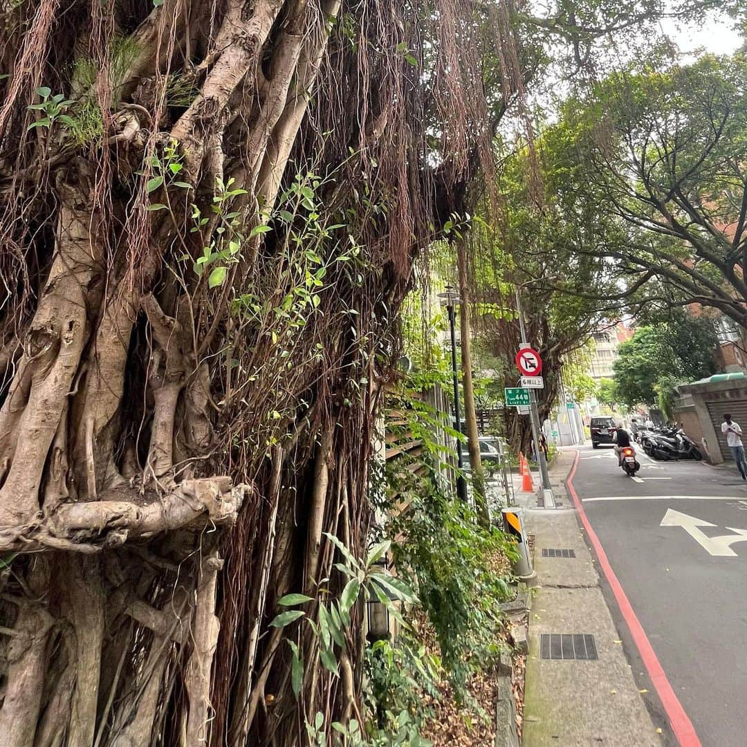 Mogu Takahashiさんのインスタグラム写真 - (Mogu TakahashiInstagram)「Taipei was humid of humid of humid.」5月22日 12時32分 - mogutakahashi