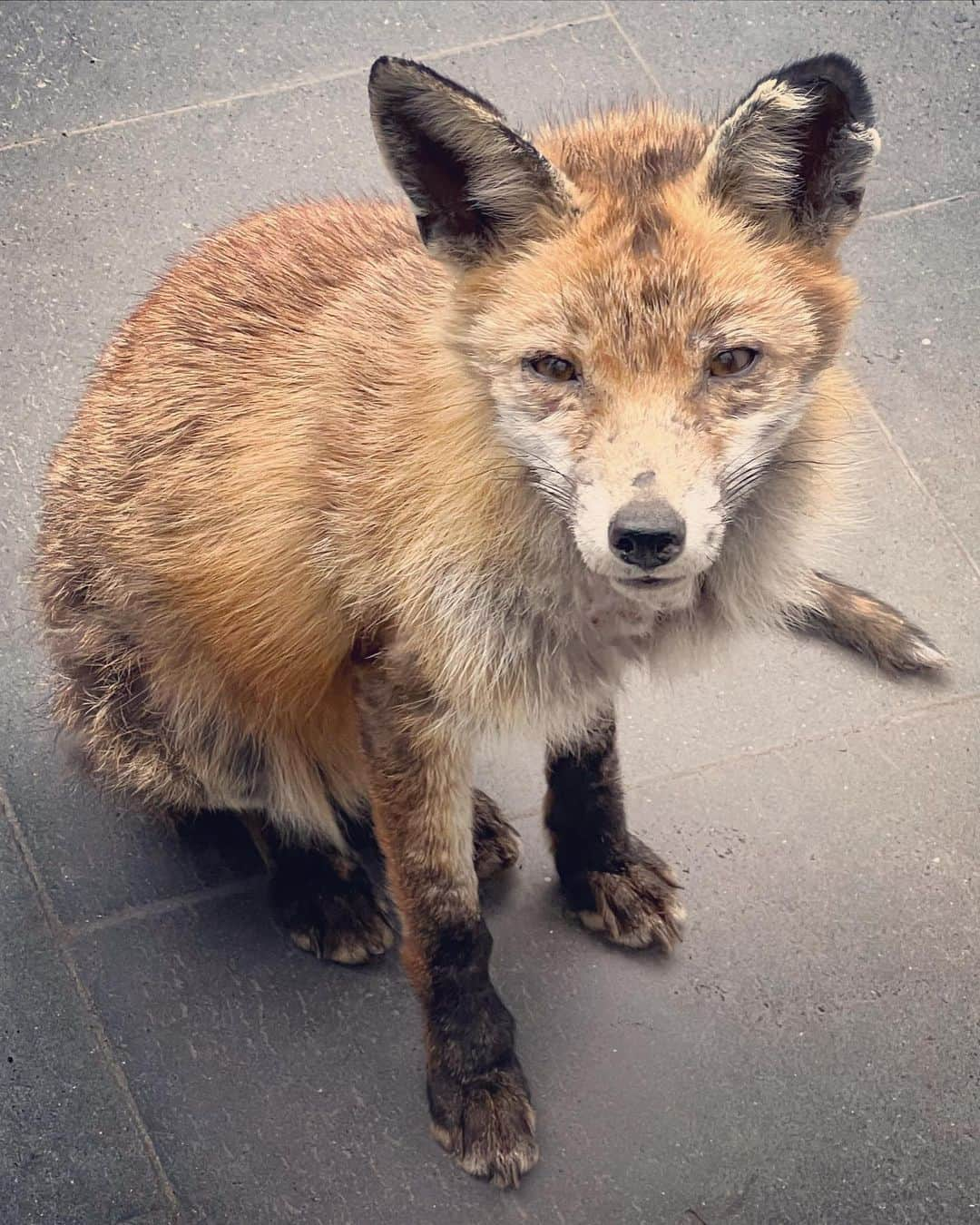 ニック・ナイトさんのインスタグラム写真 - (ニック・ナイトInstagram)「This is my new friend ❤️ Please forgive her appearance.  She is a bit down on her luck right now I’m afraid . I don’t think she’s very happy 💔 tbh .  She comes to my door and just looks all sad and forlorn, so I give her a bun or some chicken or what ever I have to hand .  She’s not keen on shortbread though .  If anyone knows a cure for mange I’d love to know .」5月22日 4時56分 - nick_knight