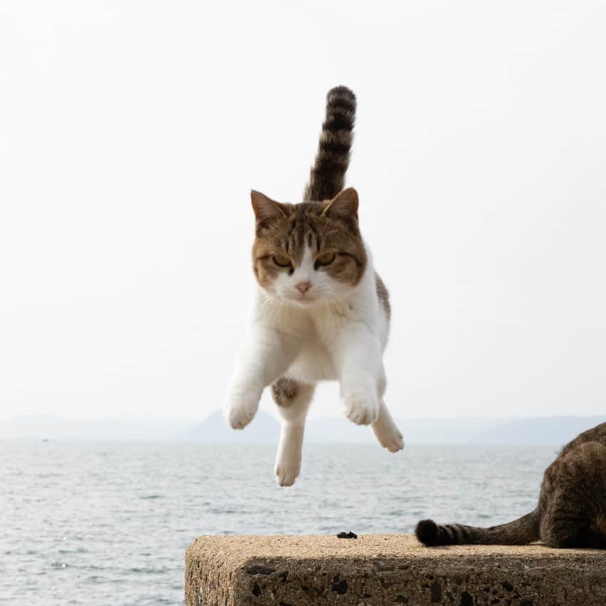 五十嵐健太のインスタグラム：「おはようございます^ ^ 今週も頑張りましょう #猫　#cat #飛び猫」