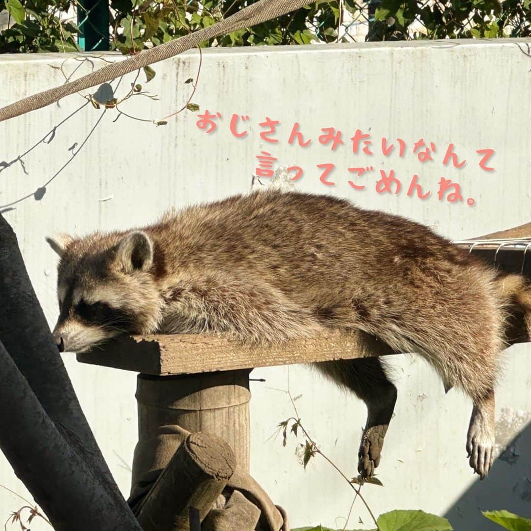 いとうさんのインスタグラム写真 - (いとうInstagram)「動物園でのお絵描き。  半分はお仕事で、もう半分は生き物好きな姪っこたちに見せたくて、春の日の動物たちに会ってきました^_^  【追記】何らかの不具合のため、２枚目のイラストが一時見えにくい状態にあるようです。表示ボタンをタップしていただければ、イラストが表示されますので、安心してご覧頂けたら幸いです^_^  　#ぽかぽか陽気な春の日に　#小学生ぶりくらいに動物園を巡ってみたところ　#日向ぼっこしているアライグマさんとか　#ぬぼーっと水につかっているカピバラさんとか　#動物たちのなんとも気の抜けた表情が　#ちょっとおじさんぽいよね(´ω`) #とお仕事仲間のキー先生と共に笑って見ていたのですが　#よく考えたら休日の自分とすごく重なっていたのでした^_^  　#イトウハジメ #イラスト　#漫画」5月22日 5時34分 - itototoon