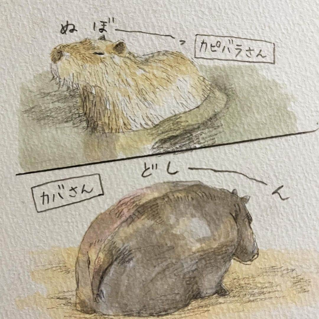 いとうさんのインスタグラム写真 - (いとうInstagram)「動物園でのお絵描き。  半分はお仕事で、もう半分は生き物好きな姪っこたちに見せたくて、春の日の動物たちに会ってきました^_^  【追記】何らかの不具合のため、２枚目のイラストが一時見えにくい状態にあるようです。表示ボタンをタップしていただければ、イラストが表示されますので、安心してご覧頂けたら幸いです^_^  　#ぽかぽか陽気な春の日に　#小学生ぶりくらいに動物園を巡ってみたところ　#日向ぼっこしているアライグマさんとか　#ぬぼーっと水につかっているカピバラさんとか　#動物たちのなんとも気の抜けた表情が　#ちょっとおじさんぽいよね(´ω`) #とお仕事仲間のキー先生と共に笑って見ていたのですが　#よく考えたら休日の自分とすごく重なっていたのでした^_^  　#イトウハジメ #イラスト　#漫画」5月22日 5時34分 - itototoon