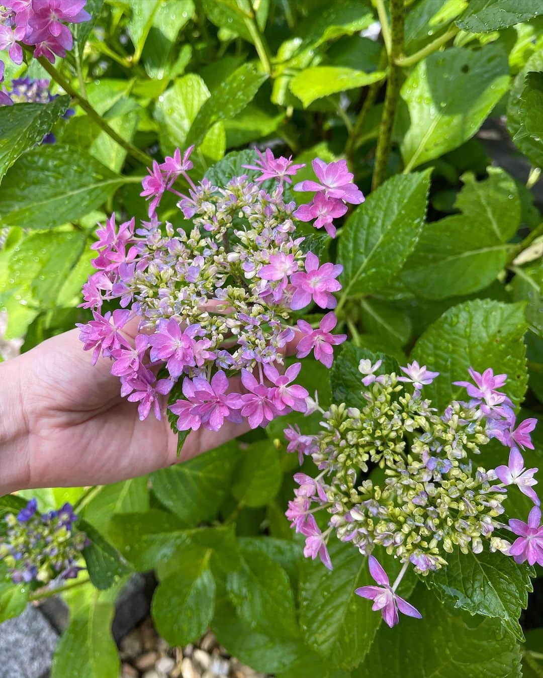 瀬戸早妃さんのインスタグラム写真 - (瀬戸早妃Instagram)「おはようございます︎💕︎︎  我が家の3年目の紫陽花がとっっても綺麗に咲いてきました︎～🥰   みなさんにとって最高に素敵な一週間になりますように🫶  そして日曜日はいよいよFP試験本番だ～❣️がんばります📕✌️✨  #月曜日 #紫陽花」5月22日 5時43分 - plievesaki