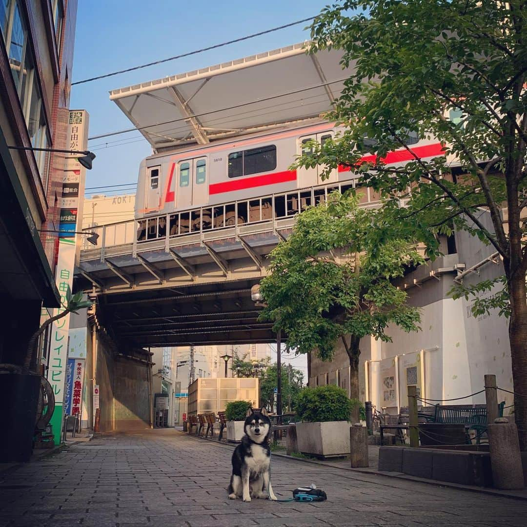 くろさんのインスタグラム写真 - (くろInstagram)「G☺︎☺︎d m☺︎rning 🚃  #朝んぽ #東急東横線 #九品仏川緑道 #快晴 #気持ちのいい朝 #新緑の季節 #greengreen #blueskyblue #kuroshiba #blackshiba #shibainu #shibastagram #instadog #dogstagram #柴犬 #黒柴 #黑柴 #日本犬 #和犬 #シニア犬 #癒し犬 #いぬら部 #ふわもこ部 #ふわもこ部ワンコ #ふわもこ部わんこ #わんこのいる暮らし #わんこのいる生活 #わんこと一緒 #わんダフォ #わんだふるjapan」5月22日 6時10分 - m6bmw