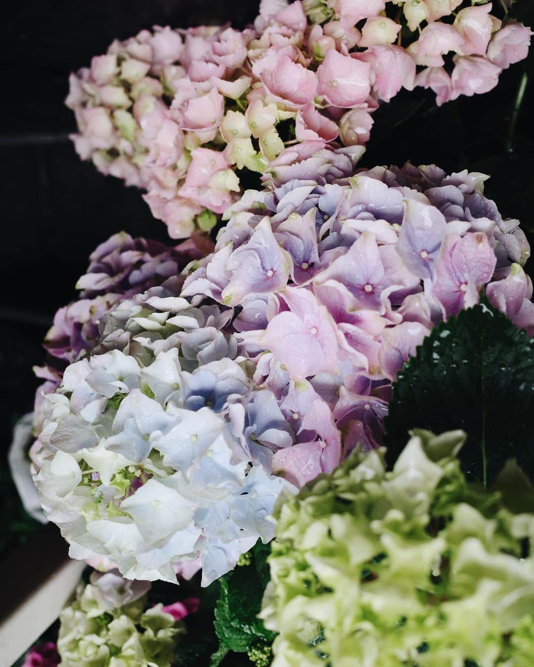 高山都さんのインスタグラム写真 - (高山都Instagram)「旅先で花屋さんを覗いたり、ディスプレイを見るのがとても好き。 こっちも紫陽花が多く出まわっていて、雨に濡れてとても綺麗でした。 日本のと色味が全然違って、彩りがすこし鮮やかで可愛いの！」5月22日 6時45分 - miyare38