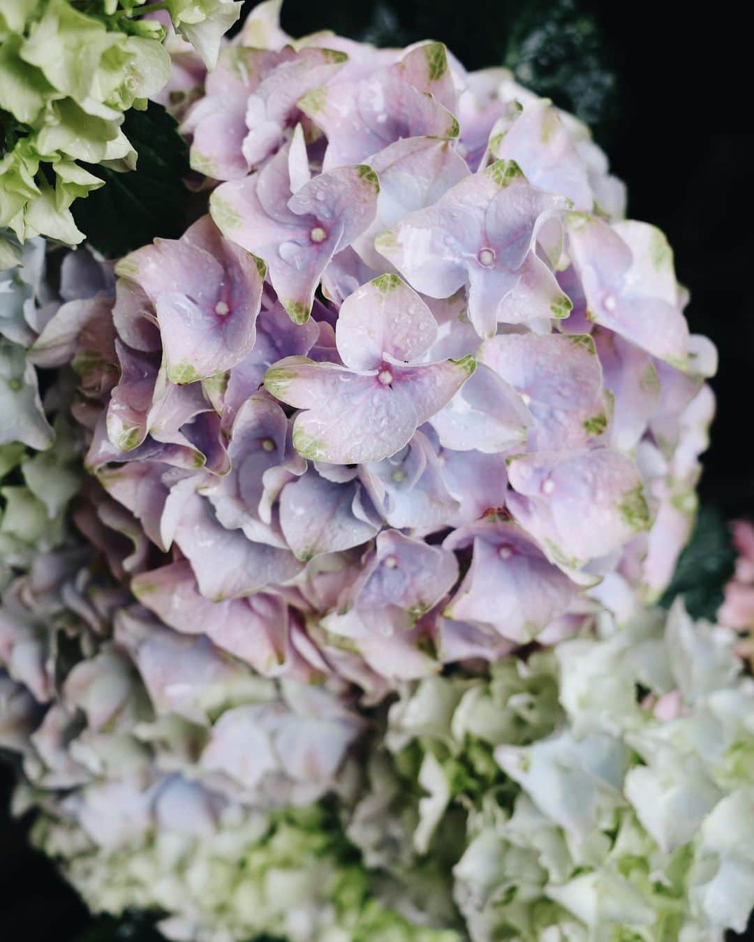 高山都さんのインスタグラム写真 - (高山都Instagram)「旅先で花屋さんを覗いたり、ディスプレイを見るのがとても好き。 こっちも紫陽花が多く出まわっていて、雨に濡れてとても綺麗でした。 日本のと色味が全然違って、彩りがすこし鮮やかで可愛いの！」5月22日 6時45分 - miyare38