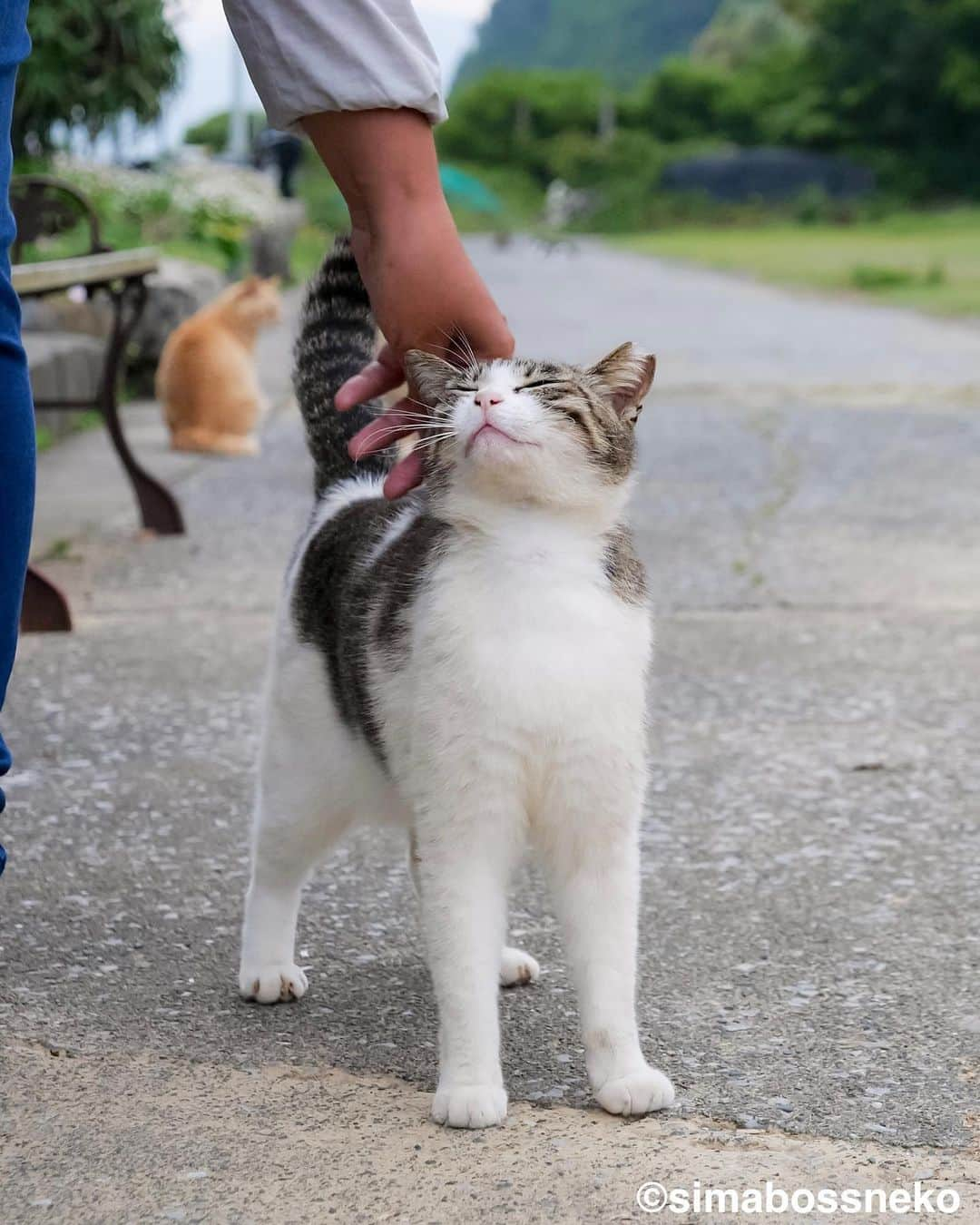 simabossnekoさんのインスタグラム写真 - (simabossnekoInstagram)「・ なでなで好きのキッキちゃん❣️ She likes to be patted her on the head.  4枚目の投稿は動画です。 The 4th post is a video. Swipeしてね←←🐾  ・ 新作写真集「島にゃんこ」好評発売中❣️  @simabossneko と、ぺにゃんこ( @p_nyanco22 )との初共著🐾  日本の島々で7年間撮り続けてきた、島の猫さん達のとびっきりの表情やしぐさがいっぱい✨ 厳選したベストショットから初公開の作品まで、愛おしくて幸せな瞬間を集めました。  ★メルカリShopsとminne simabossneko's shopでは、サイン本を販売中🐾  お気に入りの一冊になれば嬉しく思います☺️  📘A5変形サイズ／88ページ 1,210円(税込) ワニブックス刊  販売各ショップへは @simabossneko もしくは @p_nyanco22 のプロフィールURLよりご覧いただけます。  もしくはminne、メルカリShops内にて "simabossneko's shop"と検索ください🔎 ・ ・ 【Notice】 NEW 3rd Photobook "Shima Nyanko (Island Cats)"  The book is co-authored by @simabossneko and @p_nyanco22  There are lots of wonderful photos of island cats✨  ◆The autographed books are available now at “minne simabossneko's shop“.   〜Description of the work〜 The cute cats that we have been shooting for 7 years in the islands of Japan.  From the carefully selected best shots to the first public photo, we have collected lovely and happy gestures. Kissing, cuddling, rubbing, synchronizing, playing, licking... The cats will heal you!  Please make a purchasing for this opportunity 😸🐾 The product page can be seen from the URL in the profile of @simabossneko or @p_nyanco22   ★simabossneko's shop URL https://minne.com/@simabossneko  It is possible to purchase and ship from Taiwan, Hong Kong, the USA, Korea, etc. ※ Shipping fee will be charged separately.  📘A5 variant size / 88 pages 1,210 JPY Published by Wanibooks ・ ・ #しまねこ #島猫 #ねこ #にゃんすたぐらむ #猫写真 #cats_of_world #catloversclub #pleasantcats #catstagram #meowed #ig_japan #lumixg9」5月22日 8時50分 - simabossneko