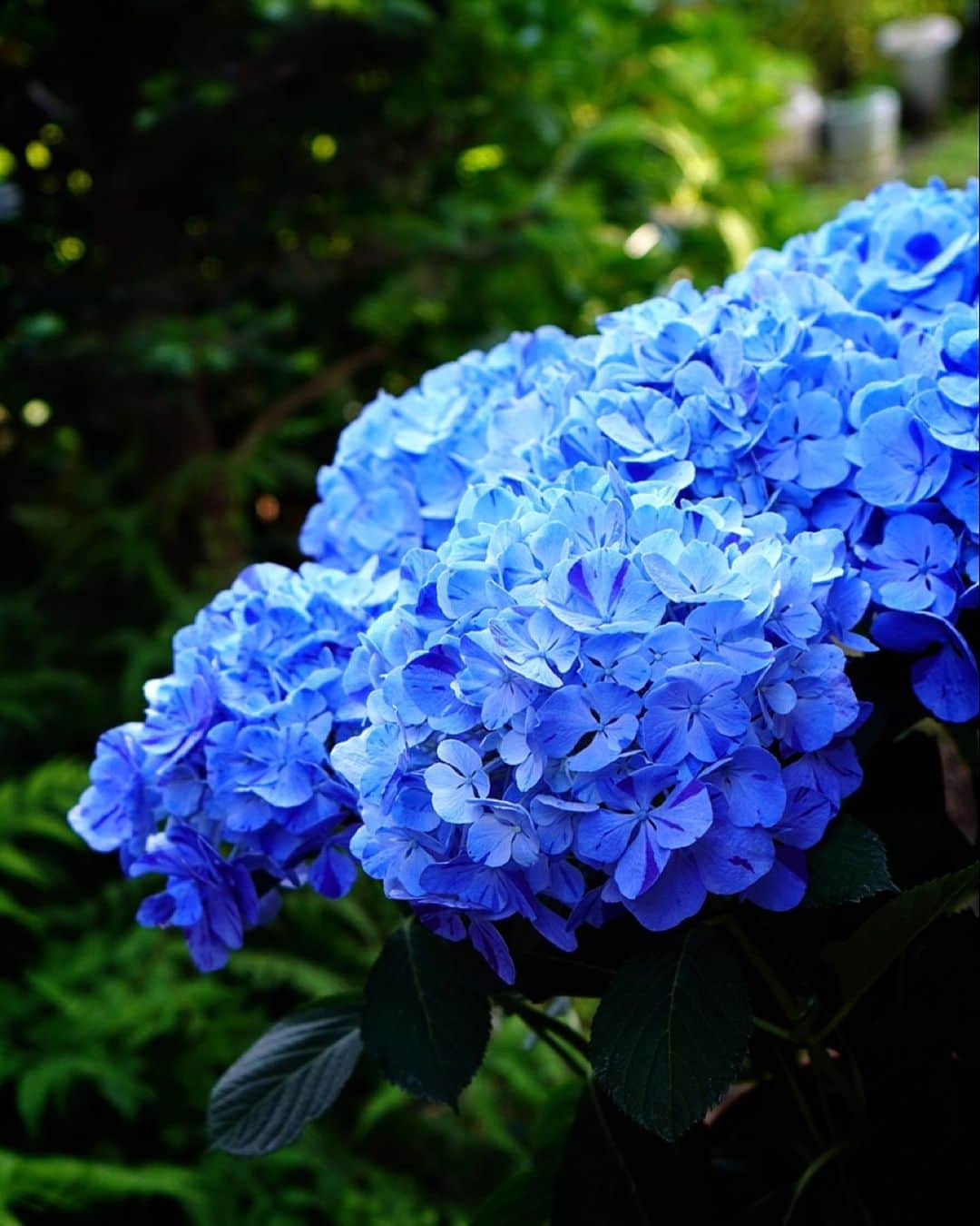 木山裕策さんのインスタグラム写真 - (木山裕策Instagram)「昨日アジサイを購入しました😉。  僕はブルーのアジサイが好きなのですが、この品種は花弁に絞り模様が入るという、なんとも涼しげな色合い🎐。しかも秋色アジサイなので花の色の変化を長い間楽しめるんです。こんな花を創り出す生産者さんは本当にすごい。尊敬しちゃいます😍。  さて、今日は昭和歌謡コンサートで千葉市民会館に行ってまいります🫡」5月22日 9時10分 - kiyamayusaku
