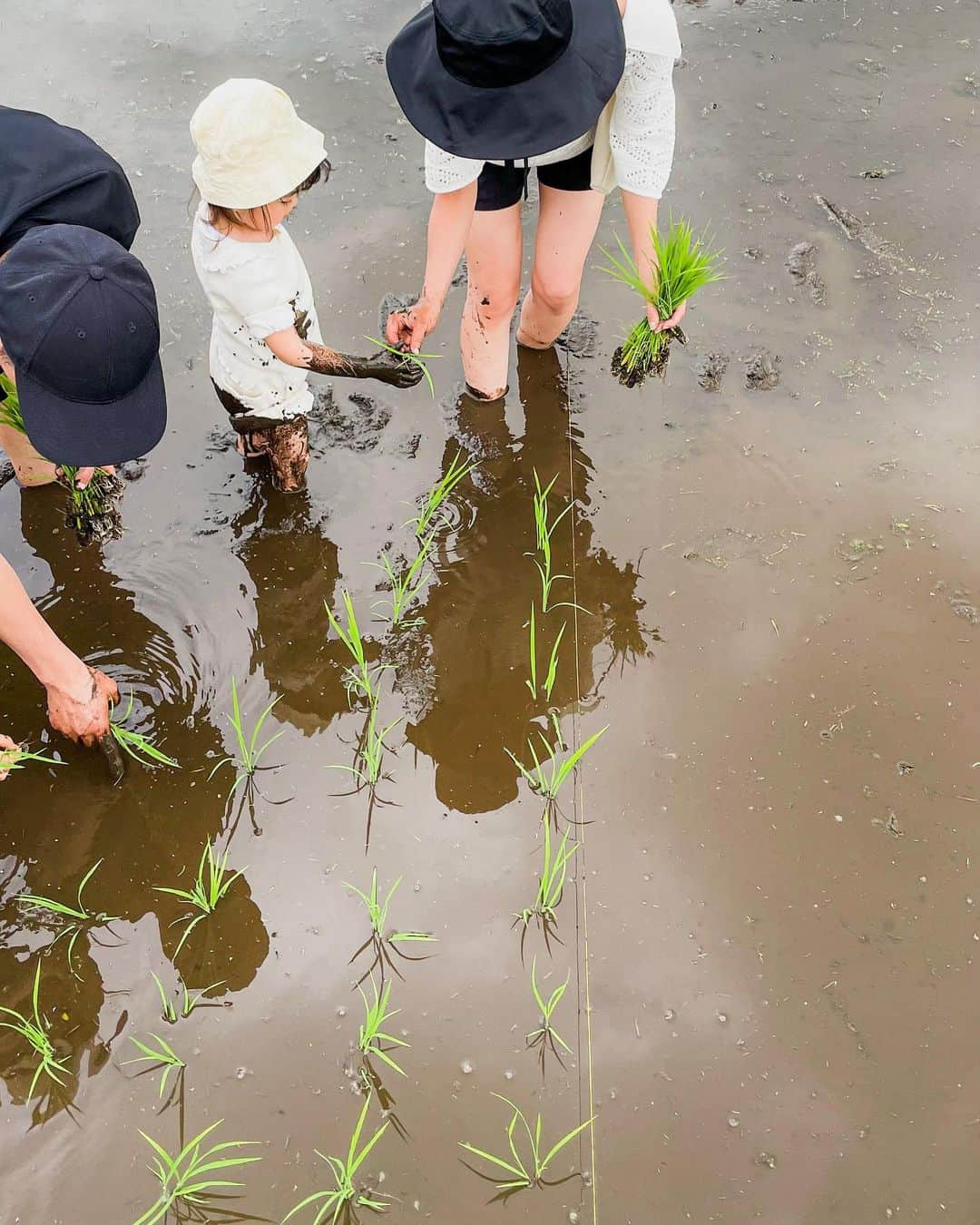 Kazukiさんのインスタグラム写真 - (KazukiInstagram)「皆んなで田植え🌾 一粒万倍日に手植えにチャレンジ. . 機械でやれば1時間で終わる作業でも、手植えだと4時間🌾 . わざわざ不便で、手間がかかることをしてでも自然から感じる体験と経験はこれからの財産になると信じてます. . 色々な人が土に触れて、色々な人の菌が土壌に還元されて最後は腸で繋がっていく田んぼ作り. 田んぼを通じて出会いの輪が繋がっていくのがなによりのやりがいです. . 無添加、無農薬のお米作りへのチャレンジ!! 参加してくれた皆んなありがとう. そして、 いつもサポートしてくれる　@kiraboshi_farm  ありがとうございます。 . 次回開催は7月予定です.」5月22日 9時21分 - kazukihamano