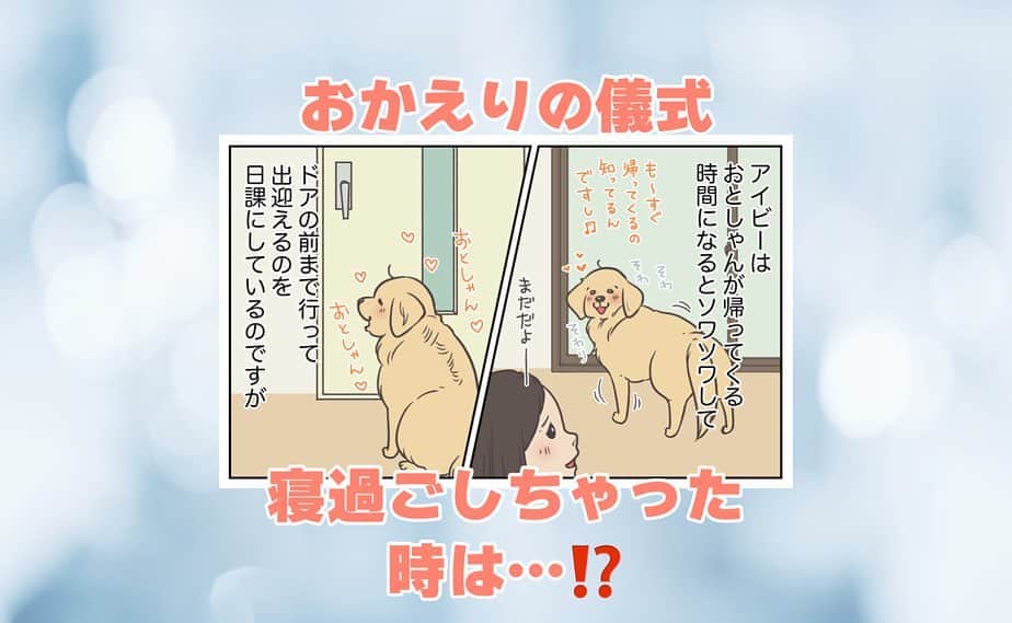餅付きなこのインスタグラム：「あーちゃんにとって、おとしゃんのお帰りは1日で1番嬉しくなっちゃう瞬間❤️  だから毎日のおかえりの儀式は決まっているんですが、うっかり寝過ごしちゃって、おとしゃんが目の前にいる時も、しっかり儀式を済ませてから甘えに行く様子がとっても可愛かったです♡  わんこって、いつも通りのルーチンを大事にする時ってありますよね☺️ アイビーは最近段々とそういう独自のルーチンだったりこだわりみたいなのが垣間見えて、ちょっとした成長を感じています♡  #漫画 #イラスト #犬漫画 #絵日記 #エッセイ漫画 #コミックエッセイ#マンガ #日常漫画 #ゴールデンレトリバー #goldenretriever #ゴールデンレトリーバー #犬と生活 #4コマ漫画 #犬 #dog #dogstagram #instadog #わんこ #ふわもこ部 #いぬ #ilovemydog #いぬのきもち #大型犬 #大型犬のいる生活 #まめとアーティ #餅付きなこ #おさんぽですし！」