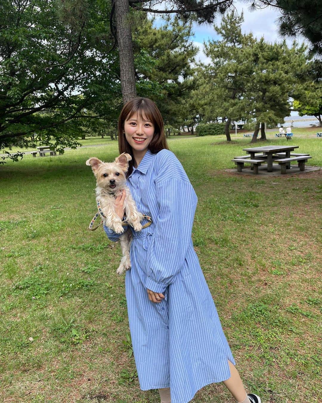 溝口恵のインスタグラム：「1週間またスタートしましたが… 昨日の休日のことを。 休日の過ごし方は基本的に愛犬ひじきが気に入っている公園リストの中から車でビューンと行って、芝生の上を歩いたり、ドッグランで旦那さんと一緒に走ってたり… 帰りにお茶したりとのんびり過ごすことが多いです☺️🐶 暑くて半袖でも過ごせる日もあるけど、シャツワンピくらいだと羽織も必要なく楽ちんだよね👗 ブルーにストライプでスリットがかわいい1枚です🤲  #ひじめぐ #hotping」