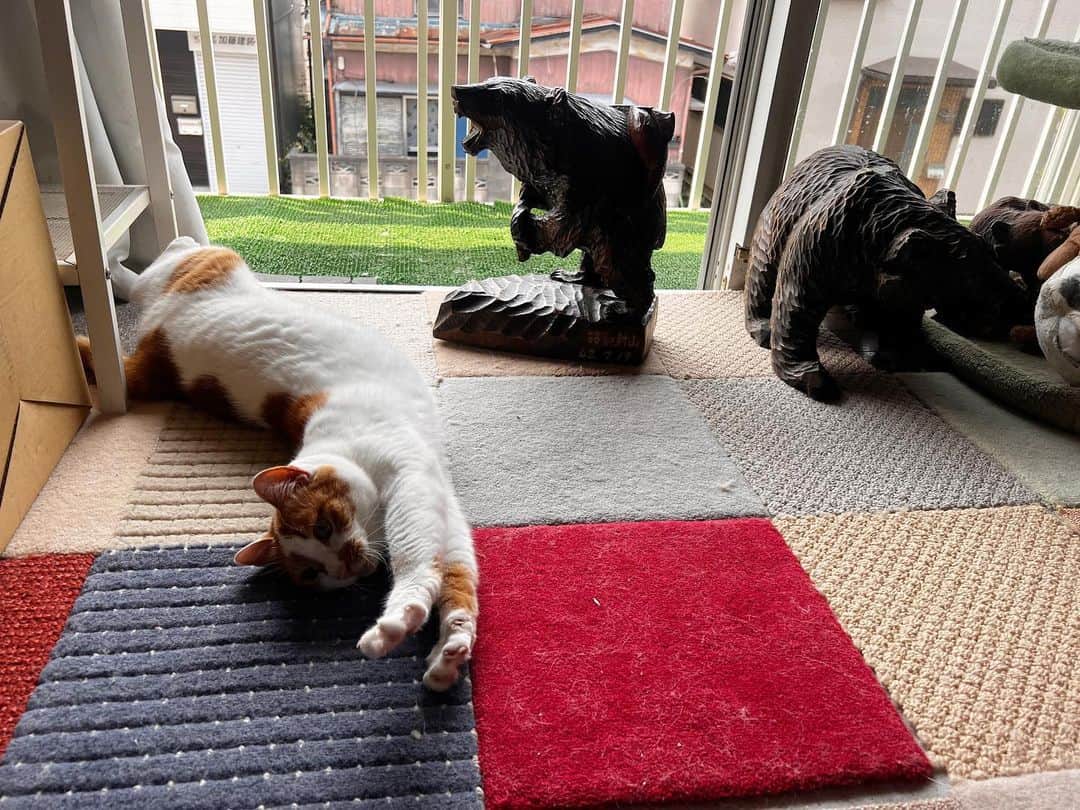 Kachimo Yoshimatsuさんのインスタグラム写真 - (Kachimo YoshimatsuInstagram)「熊と伸びと｡  #うちの猫ら #猫 #ねこ #ニャンスタグラム #oinari #にゃんすたぐらむ #ねこのきもち #cat #ネコ #catstagram #ネコ部 http://kachimo.exblog.jp」5月22日 10時05分 - kachimo