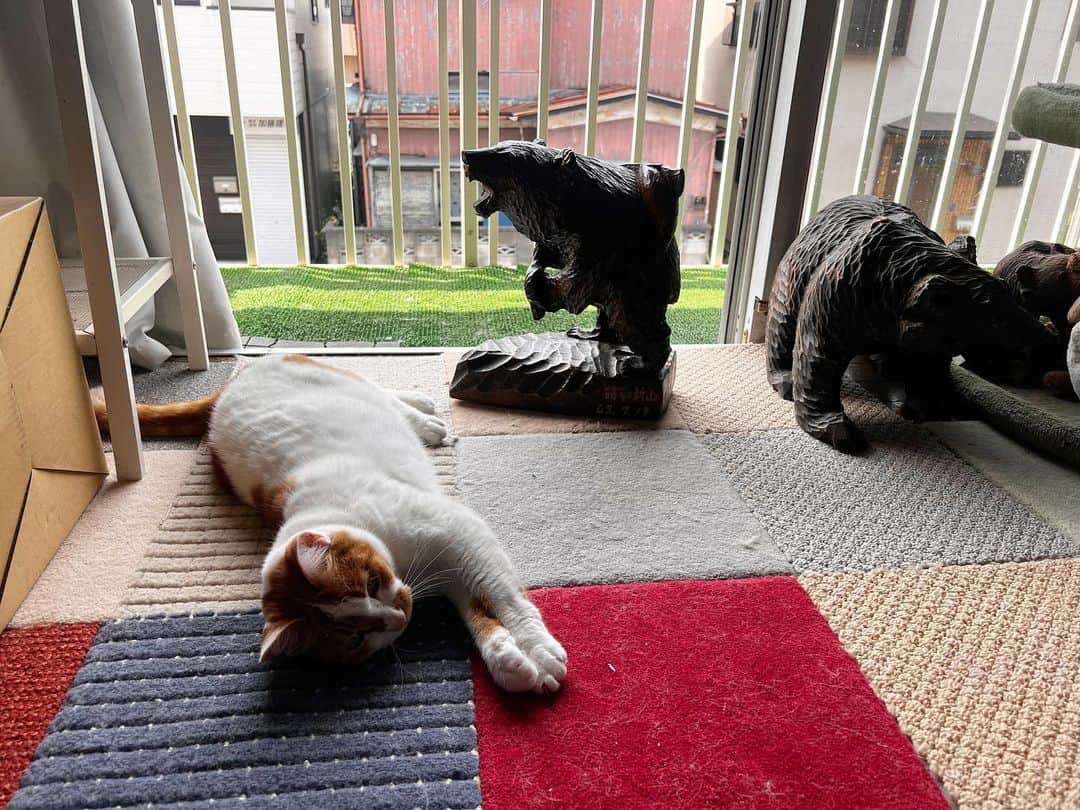 Kachimo Yoshimatsuのインスタグラム：「熊と伸びと｡  #うちの猫ら #猫 #ねこ #ニャンスタグラム #oinari #にゃんすたぐらむ #ねこのきもち #cat #ネコ #catstagram #ネコ部 http://kachimo.exblog.jp」