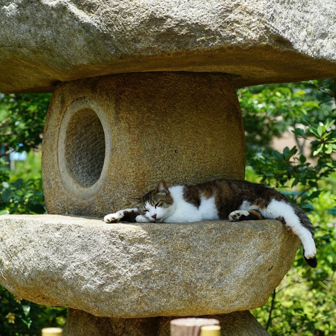 NEKOくらぶさんのインスタグラム写真 - (NEKOくらぶInstagram)「||  @torinecco さんの作品ですにゃ（＝ΦωΦ＝） * いいね！＆コメント大歓迎！！ * #nekoclub #NEKOくらぶ #Japan #Photo #写真 #日本 #cat #ネコ #ねこ #猫  Follow: @nekoclub_jpn * ▼【廣済堂出版共同企画】NEKOくらぶの皆さまとつくる「NEKOくらぶ写真集」、発売中♪（＝ΦωΦ＝） ※詳細は本アカウント「 @nekoclub_jpn 」のプロフィールに固定しているハイライトから * ※当アカウントでシェアさせていただいた作品は、東京カメラ部YouTubeアカウントでも投稿者様のお名前入りでご紹介させていただく場合があります。これらの使用に関して原則通知は行いませんので、予めご了承ください。 ※各種法令、マナー、関係者の指示に従った撮影をお願いします。 *Please ensure that your photography adheres to all relevant laws, etiquette, and instructions issued by authorized persons. ※本アカウントは東京カメラ部がFacebook、Instagramのサービスを利用して運営しているもので、Meta社・Instagramとは一切関係ありません。」5月22日 10時00分 - nekoclub_jpn