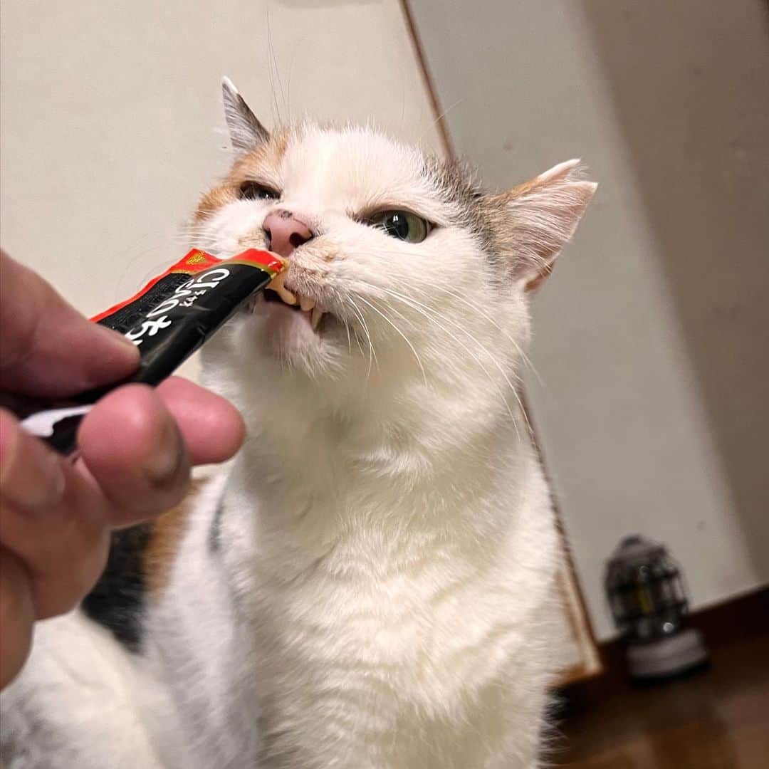 Kachimo Yoshimatsuのインスタグラム：「寝る前ちゅーる。  ちゅーる欲しさに、寄ってくるんだけど、触ろうと手を出すとすぐ逃げる。  #うちの猫ら #猫 #ねこ #ニャンスタグラム #mikeko #にゃんすたぐらむ #ねこのきもち #cat #ネコ #catstagram #ネコ部 http://kachimo.exblog.jp」