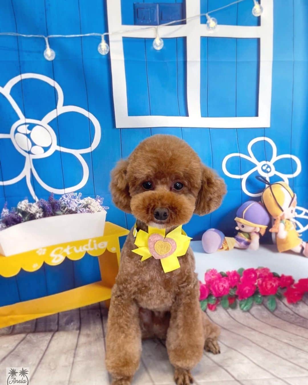 畑岡奈紗のインスタグラム：「Happy Birthday Apollo😍 アポロくん4歳になりました🫶」