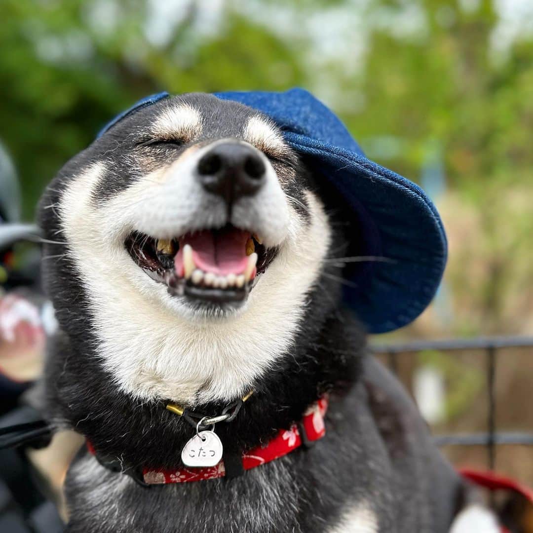 vo_coのインスタグラム：「🐾 月曜日 世の中的には怠い日だけどあいつら保育園行ったからようやく静かな平日がやって来るんだわん 幼児がいる家は休日の心の安まらなさったらないね…w ＊ #shibastagram #instashiba #shiba #shibainu #黒柴 #柴犬」