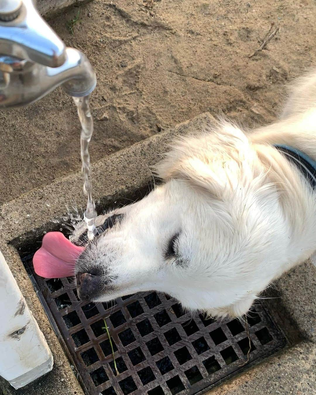 P太郎ママさんのインスタグラム写真 - (P太郎ママInstagram)「水道水始めました！ これも、夏の風物詩？ 冬は飲まんのだよねー。 ←家の水は飲むよ しかし。 水道水飲んどるとこを、 連続で撮ると… 3分の2くらいは、 口を閉じとるんだね。 ほとんど飲めとらん？？？」5月22日 22時05分 - ptarodada