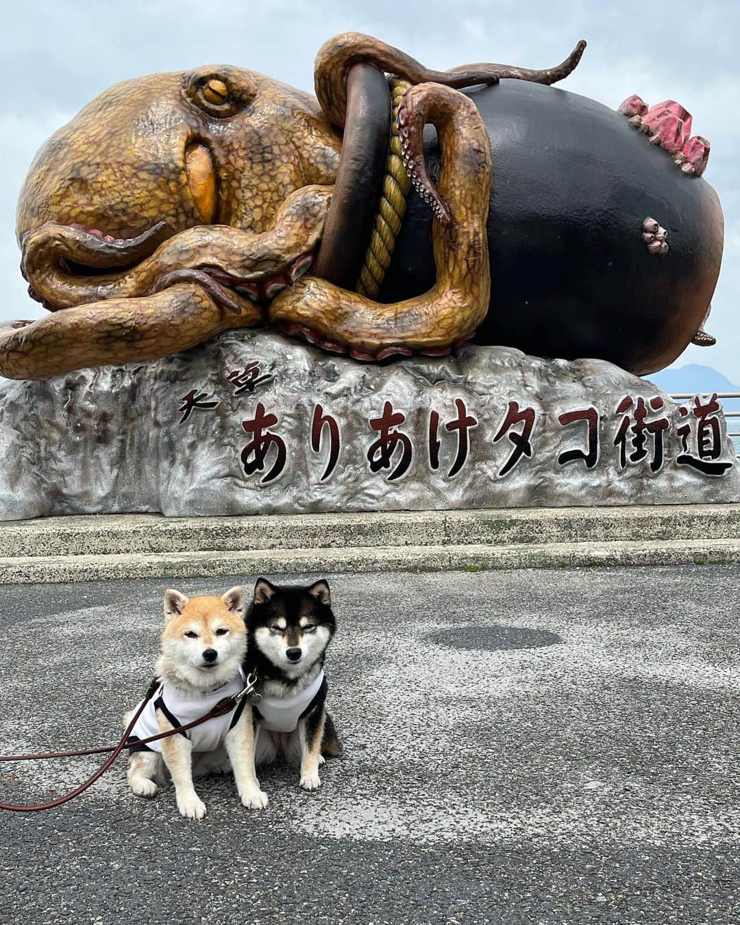 豆柴なつ&ふゆのインスタグラム