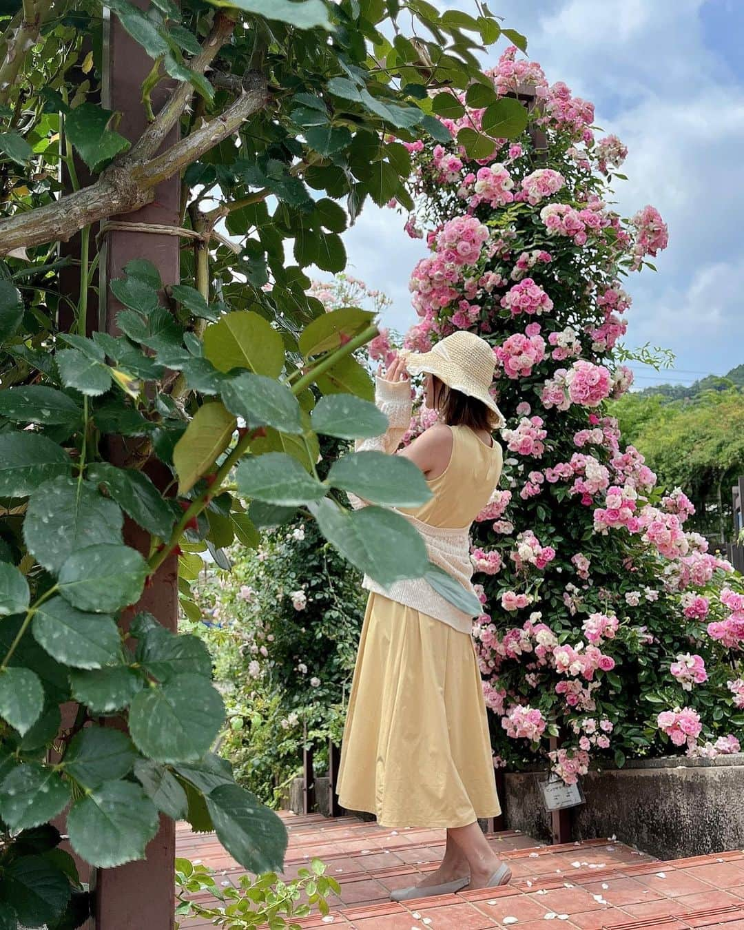 ひよしはなのインスタグラム：「おばあちゃん家からの帰りに島田のバラ園に寄り道🌹 とっても綺麗だった💐」