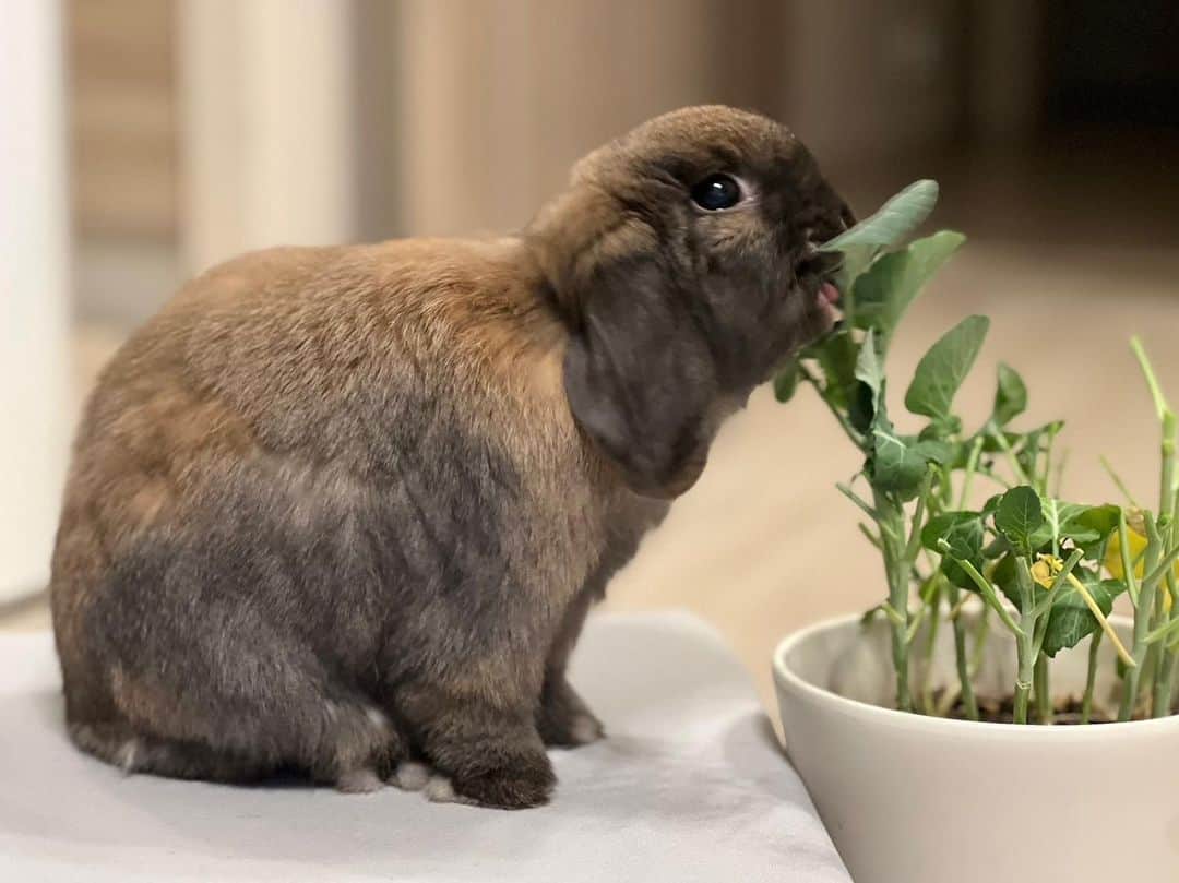 山本修平さんのインスタグラム写真 - (山本修平Instagram)「こんな感じで野菜生活してる。 ビックマック食べたい。」5月22日 21時43分 - boyonboyonyama