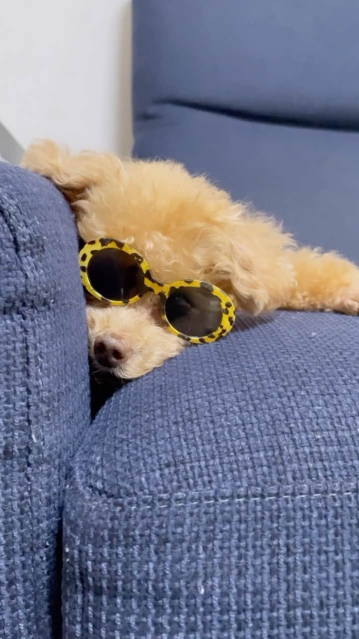 のインスタグラム：「Wow!!  #toypoodle#toypoodlegram#dogsofinstagram#instadog#doglover#doglife#cutedog#dog#fuwamama#ふわもこのふわ#ふわ#トイプードル#ふわもこ部#犬バカ部#親バカ部#犬のいる暮らし#いぬすたぐらむ#wow」