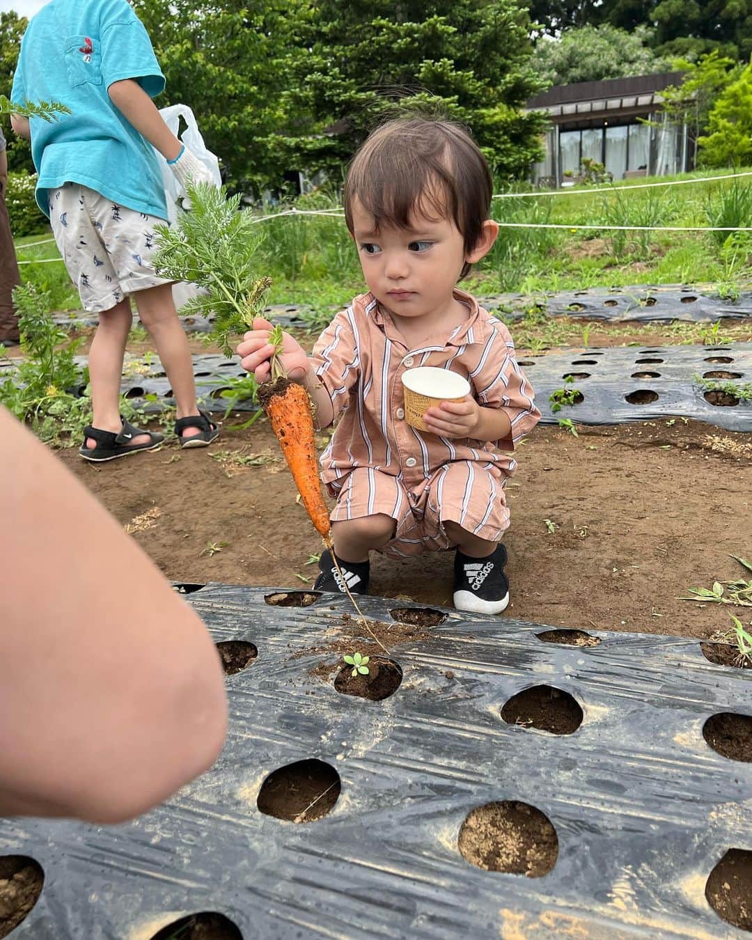 下田美咲さんのインスタグラム写真 - (下田美咲Instagram)「野菜の収穫をする我が子を眺めるのが最高だった日。穫れた分だけ撮れ高もありました。スナップエンドウをとった時の次男の顔が本気（最後の2枚📷）  #家族旅行 #子育て #兄弟 #2歳 #5歳」5月22日 13時34分 - shimodamisaki815