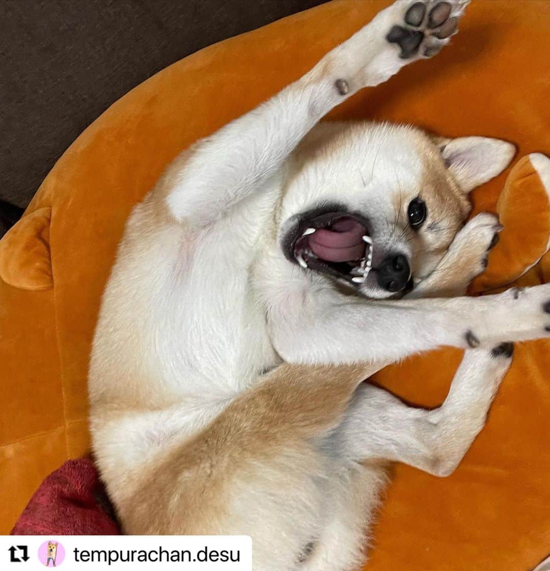 【公式】いぬのきもち・ねこのきもちのインスタグラム：「#Repost @tempurachan.desu さんの天ぷらちゃん。  ウガー！  毎日いろんな表情で癒してくれる 元気な子🍀  ハッシュタグ #いぬのきもち #ねこのきもち に投稿いただいた可愛い写真をご紹介しています！ 「いぬのきもちWEB　MAGAZINE」、「ねこのきもちWEB MAGAZINE」でもご紹介させていただくことも！  -------------------  .  #いぬ #いぬすたぐらむ #いぬのいる暮らし #いぬのきもち #いぬ好き #犬 #犬好きさんと繋がりたい #犬のいる生活 #犬と暮らす #犬好き #dog #dogsofinstagram #dogstagram  #柴犬 #豆柴」