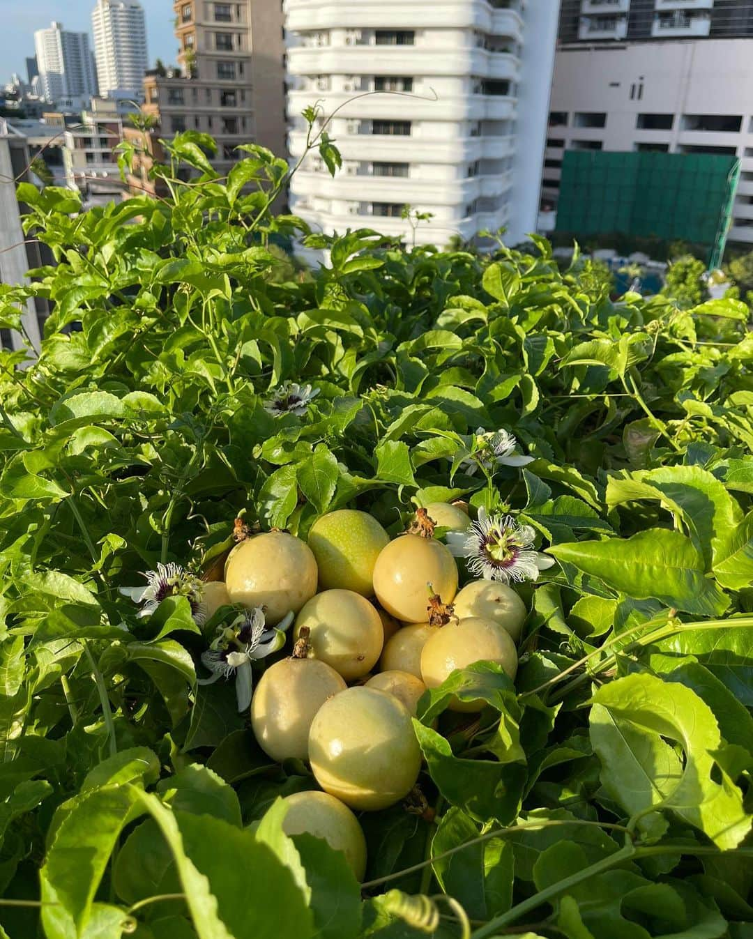 Amata Chittaseneeさんのインスタグラム写真 - (Amata ChittaseneeInstagram)「🌞Last bits of Summer in Thailand before the rainy season starts :)💦 #pearypieskygarden  -Watermelon/แตงโมสามสี (ซื้อผลมากินจากตลาดแล้วนำเมล็ดมาปลูกต่อ) -Figs/มะเดื่อฝรั่ง -Kohlrabi/โคลราบิ -Straw Mushroom/เห็ดฟาง -Golden Passion Fruits/เสารสสีทอง -Cucumber/แตงกวา -Happy poopoo @happy.fluffydog  -Sunflower/ทานตะวัน -Thai Bees on the rooftop/ผึ้งมิ้ม (Apis florea F.)」5月22日 15時16分 - pearypie