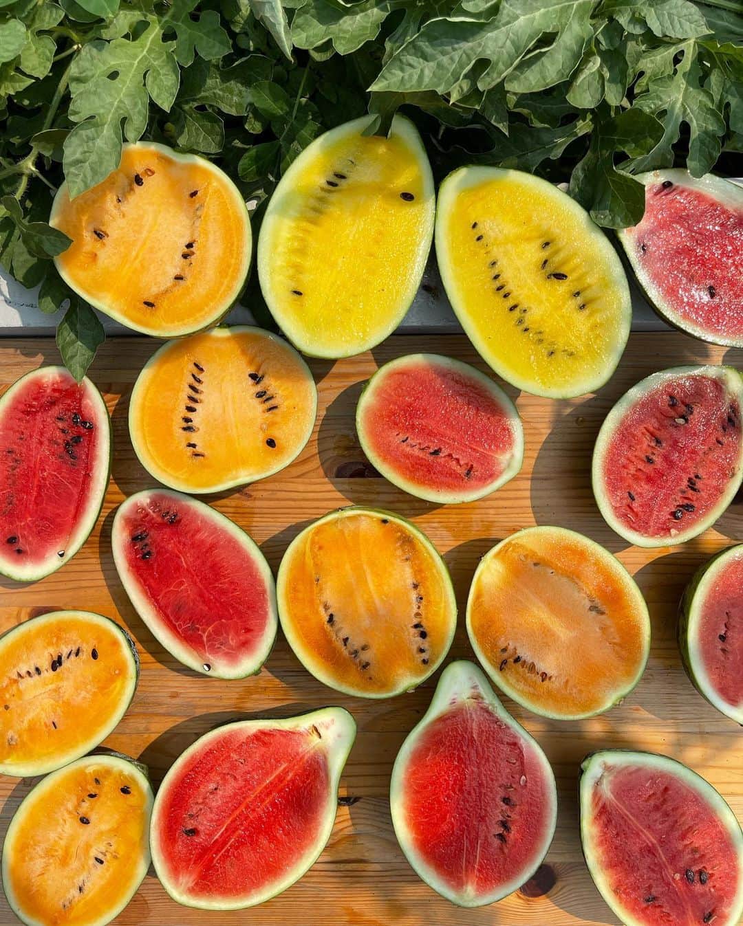 Amata Chittaseneeのインスタグラム：「🌞Last bits of Summer in Thailand before the rainy season starts :)💦 #pearypieskygarden  -Watermelon/แตงโมสามสี (ซื้อผลมากินจากตลาดแล้วนำเมล็ดมาปลูกต่อ) -Figs/มะเดื่อฝรั่ง -Kohlrabi/โคลราบิ -Straw Mushroom/เห็ดฟาง -Golden Passion Fruits/เสารสสีทอง -Cucumber/แตงกวา -Happy poopoo @happy.fluffydog  -Sunflower/ทานตะวัน -Thai Bees on the rooftop/ผึ้งมิ้ม (Apis florea F.)」