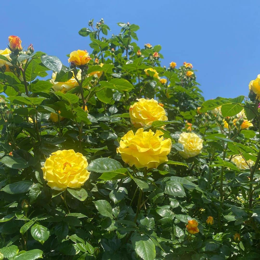 板谷由夏 さんのインスタグラム写真 - (板谷由夏 Instagram)「良い天気が続いていてありがたいです。 5月の爽やかさって幸せ。 SINME @sinmedenim  黄色いニットと 満開の黄色いバラ。 元気になる色。 追いかけてこちらも月曜日が始まりました！良き日になりますように。」5月22日 15時30分 - yukaitaya