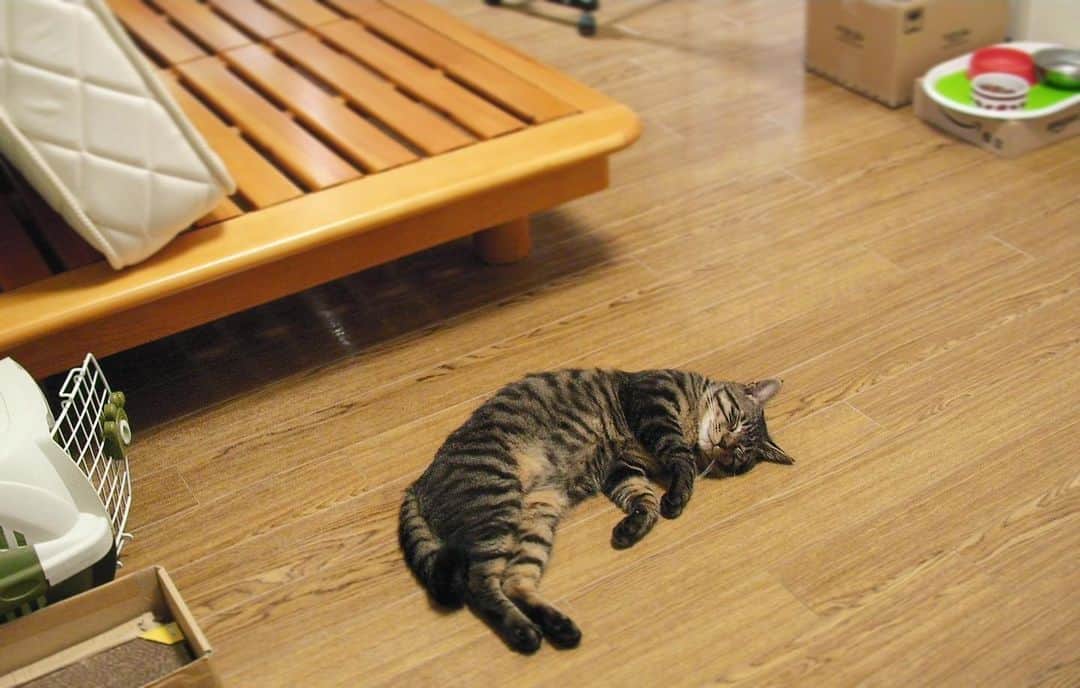 Musashiのインスタグラム：「暑い日は床寝。(2008.7) #mck延長戦 #musashi_the_cat #musashi #mck #cat #キジトラ #ムサシさん」
