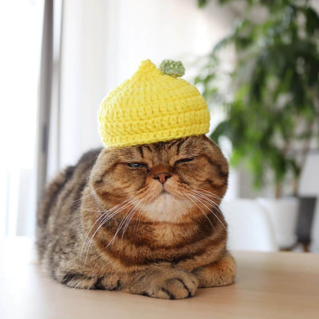 寅次郎（とらちゃん）さんのインスタグラム写真 - (寅次郎（とらちゃん）Instagram)「レモンの帽子被ってみたにゃ🍋 · コンビニで見つけたアイスのパッケージが帽子とそっくりで思わずGET😁🍊🍋 · · #寅コレ · · ねこの寅次郎と小梅 @torachanthecat  - - - - - - - - - - - - - - - - - - - - - - - - - - #エキゾチックショートヘア  #猫との暮らし #ねこすたぐらむ #猫とインテリア #猫好きさんと繋がりたい #貓 #고양이#猫 #ペコねこ部 #グリーンのある暮らし #funnycat #meowed #minne_new #猫の帽子 #毛糸ピエロ #minne新作 #pierrotyarns」5月22日 15時52分 - torachanthecat