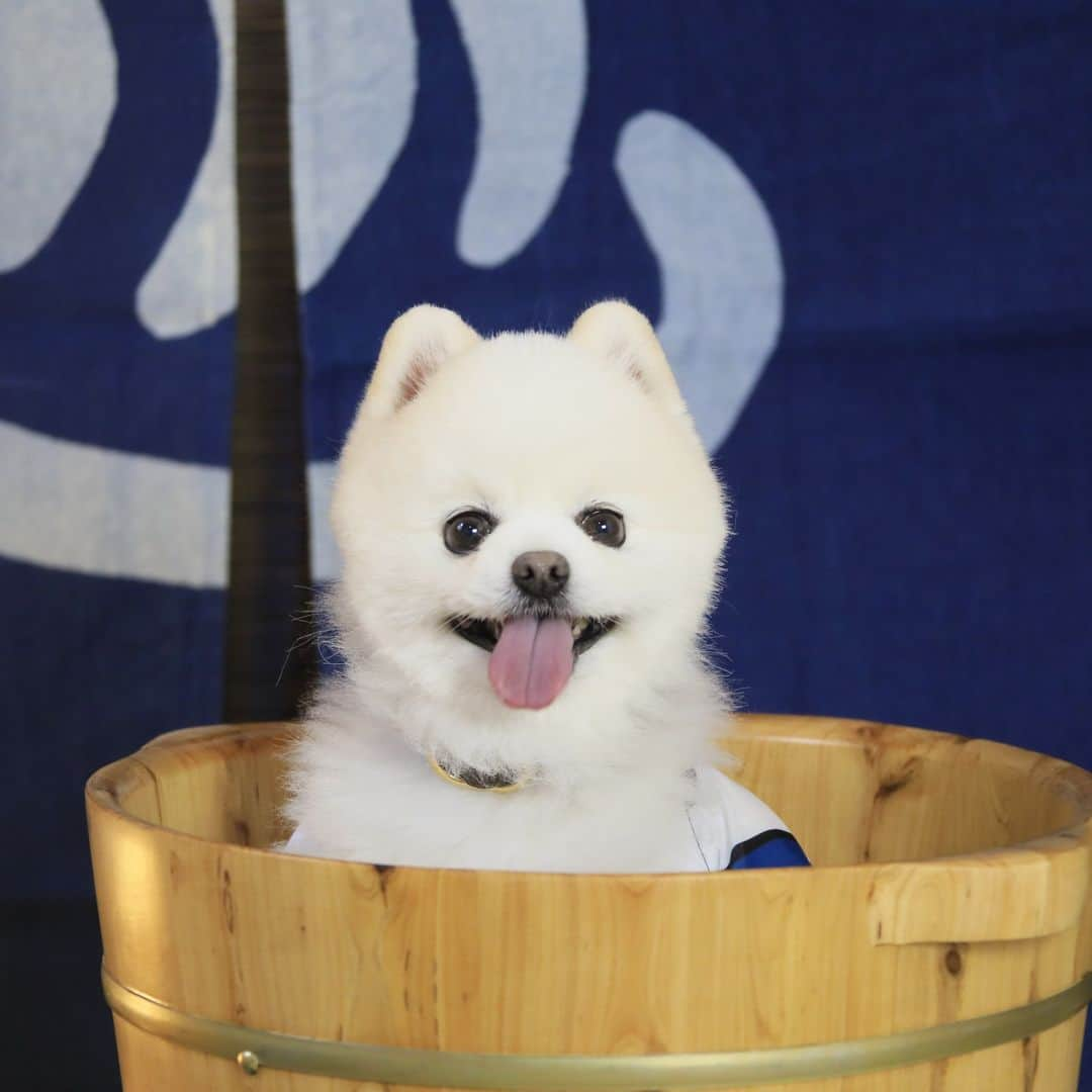 ゆとりろ洞爺湖のインスタグラム：「ワンちゃん大集合🐶  当館では・・・ 屋内ドッグランやワンちゃん用おやつバー、フォトスポットなど 下記全て無料でご利用いただけます！  ●○～・まるまるゆとりろ・～○● オールファミリー・オールインクルーシブ  　・ワンちゃん用おやつbar 　・屋内ドッグラン 　・ウェルカムドリンク・お菓子 　・手作りスイーツ 　・ご夕食時の飲み放題（アルコール含む）※セルフサービス 　・湯上りアイス 　・レンタル自転車  ご夕食はお部屋食でご提供いたします。 愛犬と一緒にお食事をお愉しみください。 ※ワンちゃん用のお食事は当日16時までご注文受付  詳細につきましては、 公式サイトのお知らせページをご覧ください。  ❤🐕️お得情報🐕‍🦺💙 会員登録後、公式サイトよりご予約すると・・・ 愛犬の利用料　通常4,400円→無料！ 宿泊料金　通常より5％OFF！  #ゆとりろ洞爺湖　#ゆとりろ #北海道 #いぬすたぐらむ #わんわん物語 #わんこのいる生活 #わんこのいる暮らし」