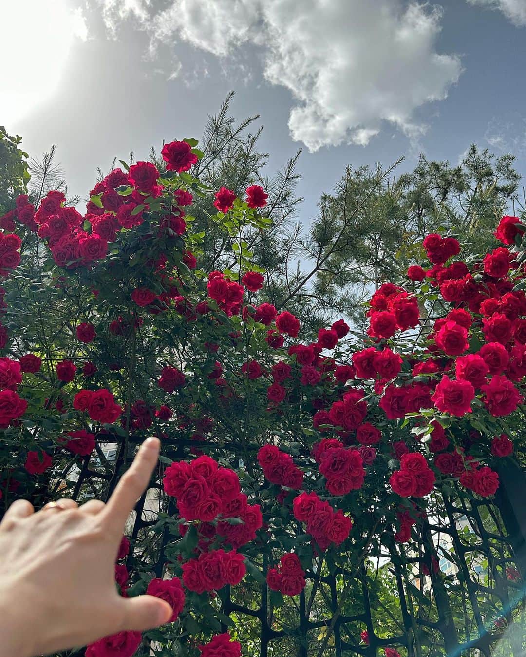 ヒョンア のインスタグラム：「🌹🥀👈🏻」