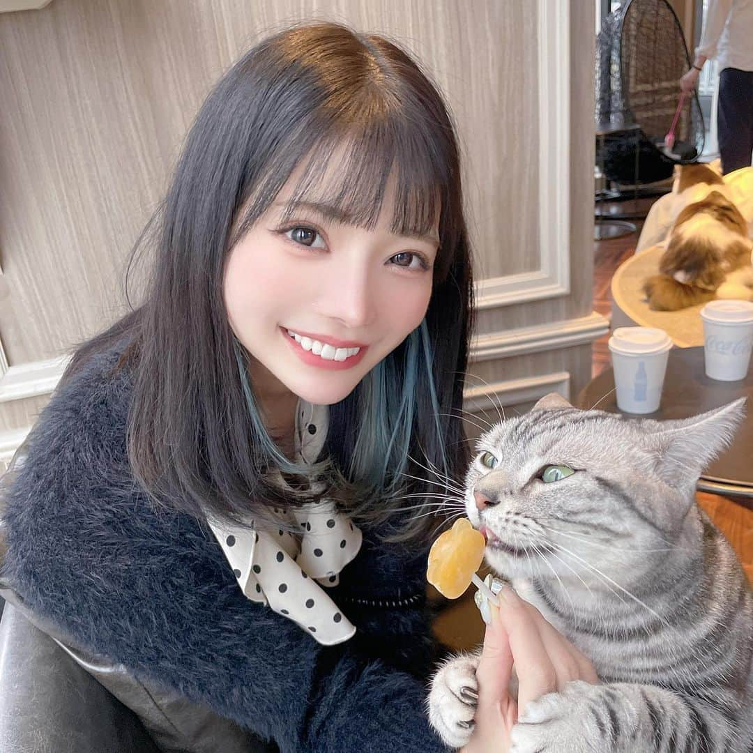 米倉みゆさんのインスタグラム写真 - (米倉みゆInstagram)「久しぶりの猫カフェだ～ 最近もふってなかったので 癒されました🐱 . 今日のおやつ動画 3にゃんとも可愛く撮れたので 全部見てね💕︎ . 最近は海外からのかたも増えてるみたいだけど、スタッフさん英語で対応してた～しゅごい。。さすが大手猫カフェさん🐱 . そろそろ渋谷公園通り店にも行きたいな！🥺 . . . . . #東京猫カフェ #癒されスポット #ねこのいるカフェ #渋谷カフェ #猫カフェmocha #猫カフェmocha渋谷センター街店 #渋谷猫カフェ #猫カフェモカ #猫 #猫のいる暮らし #猫好きさんと繋がりたい #アメリカンショートヘア #アメショ #可愛い #かわいい #可愛い女の子 #かわいいねこ #ねこすたぐらむ #ねこ  #ねこ部 #動物カフェ #癒し #cat #kitty  #catcafe #catsofinstagram #catstagram #catlover #cats #cute PR @catcafemocha」5月22日 16時36分 - yone__miyu630