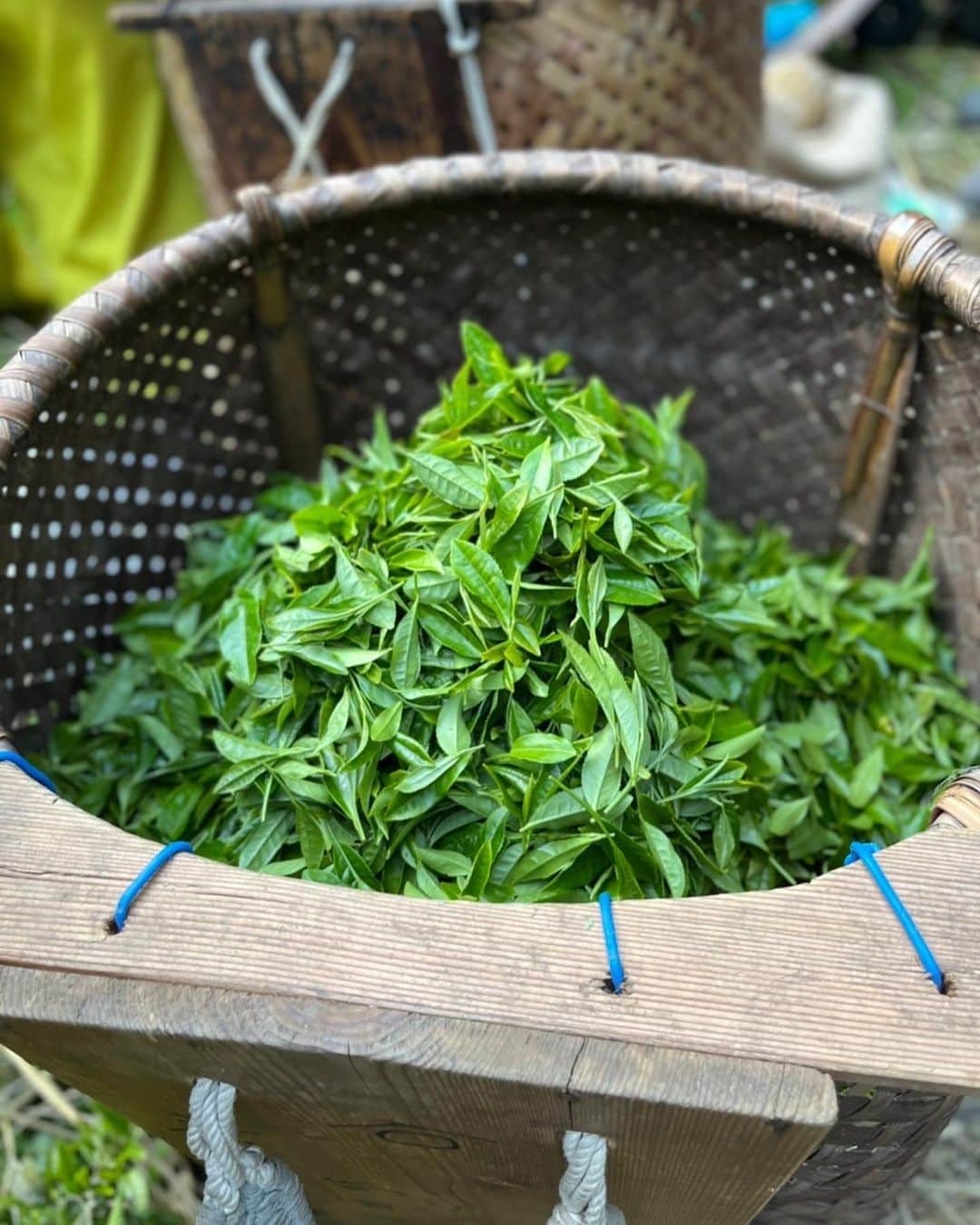 ほのら Kittyさんのインスタグラム写真 - (ほのら KittyInstagram)「今週の茶摘みは一旦終わりました！各家庭で古くから代々持っている茶畑があって今でもここは手摘みで茶摘みが行われています。お茶摘みやこの辺りのお茶に関する知識がとても深まる一週間でした🌱  #箕川町 #茶摘み #滋賀県 #地域おこし協力隊 #japanesetea #minokawalifestyle」5月22日 22時13分 - honoranlan1118_