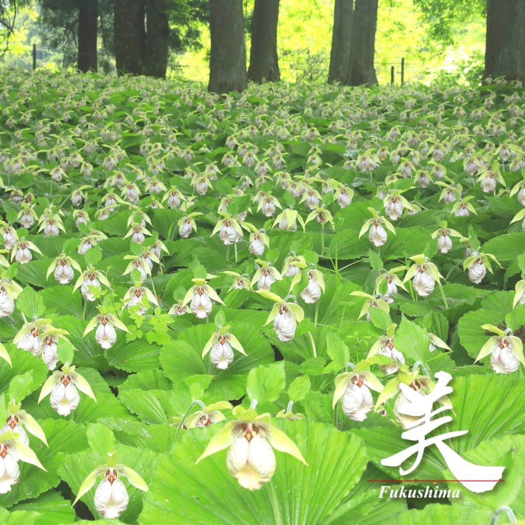 福島県さんのインスタグラム写真 - (福島県Instagram)「【羽山の里クマガイソウ園（二本松市）】  クマガイソウは袋状の花と扇形に広がる葉が特徴的なラン科の植物で、絶滅危惧種に指定されています。  二本松市の「道の駅ふくしま東和」からおよそ5kmの所にある「羽山の里クマガイソウ園」は個人所有の群生地ですが、オープンガーデンとして公開されています。杉林の中に約2万株のクマイガイソウが薄紫の可憐な花を咲かせています。  ※写真は過去に撮影したものです。見頃のピークは過ぎていますので、開花状況ついてはご確認の上、お出かけください。  #羽山の里 #クマガイソウ #絶滅危惧種 #オープンガーデン #二本松市 #県北地方 #福島県 #nihonmatsucity #fukushima #RealizeFukushima #NotADreamFukushima #ひとつひとつ実現するふくしま」5月22日 17時00分 - realize_fukushima