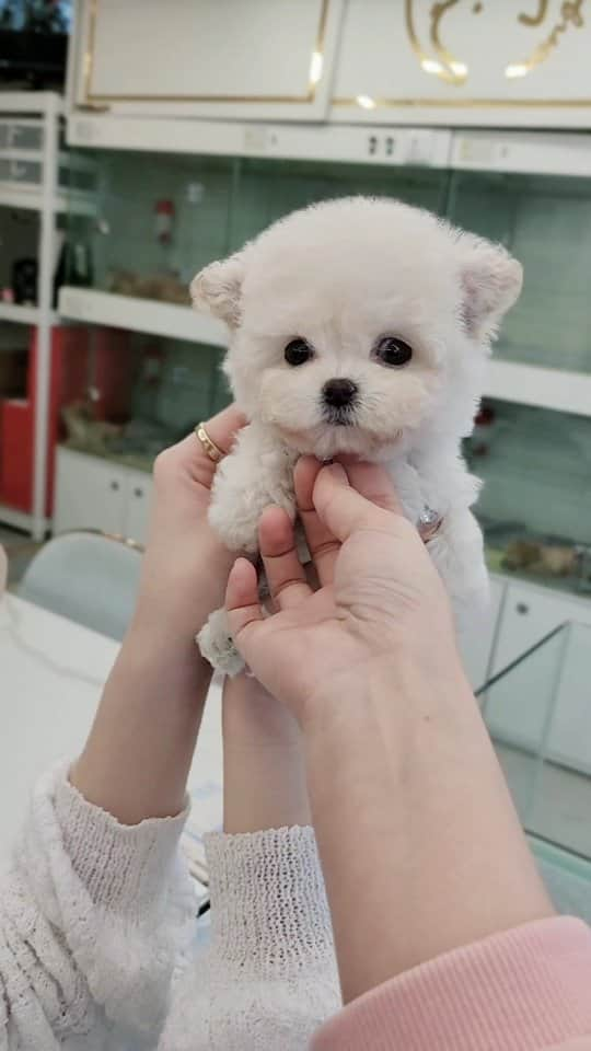 のインスタグラム：「Look at this perfect bichon baby🧸 . . 저희는 다양한 강아지를 소유하고있으며, 강아지의 외모와 건강에 최선을 다하고 있습니다. 절대 포토샵에 속지마시고 영상을 요청해주세요 🎥🎬 We OWN Each and Every Puppy In Hand We Only Offer the Best in Appearance and Health  Don't be Fooled by Photoshop Pictures, Always ask for a VIDEO🎥🎬 . . 베이비몽은 11년동안 운영한 믿을 만한 펫샵으로 많은 한류스타, k팝스타, 셀럽들이 선택한 곳입니다 미니 사이즈,명품견 전문으로  해외,국내에서 이미 유명하며  단 한건의 사고 없이 지금까지 운영해 왔습니다  당신이 원하는 강아지가 있다면 언제든지 연락주세요!!  BabyMong is a reliable pet shop that has been operating in Korea for 11 years. Many K-pop stars, Korean wave stars, and celebrities chose BabyMong. We are specialize in selling mini-cup-sized puppies. We sent many puppies abroad for a long time. And the puppies have been transported safely without a single accident.  Feel free to contact me if you are interested. . . 🇰🇷서울 영등포 본점: 010 8325 0086 영업등록번호: 110111-7609071 주소: 서울시 영등포구 영중로23 대표번호: 1688-4386 📞  text Instagram☎+82-10-2214-0186 Whatsapp +82-10-2214-0186 Wechat babymongoverseas Email : babymongkorea@gmail.com Dm : 📩 Please direct message call me BABYMONG Main Kakao talk ID : babymongkorea . . #비숑 #비숑프리제 #미니비숑 #비숑분양 #비숑전문  #미니비숑전문 #비숑켄넬 #애견 #애견분양 #베이비몽 #서울 #애견 #영등포 #강아지분양 #bichon #bichonfrise #minibichon #bichonfrisé  #teacuppuppy #teacupbichon #bichonsofinstagram  #koreanpuppy #cute #reels #dogstagram #puppylove #puppy」