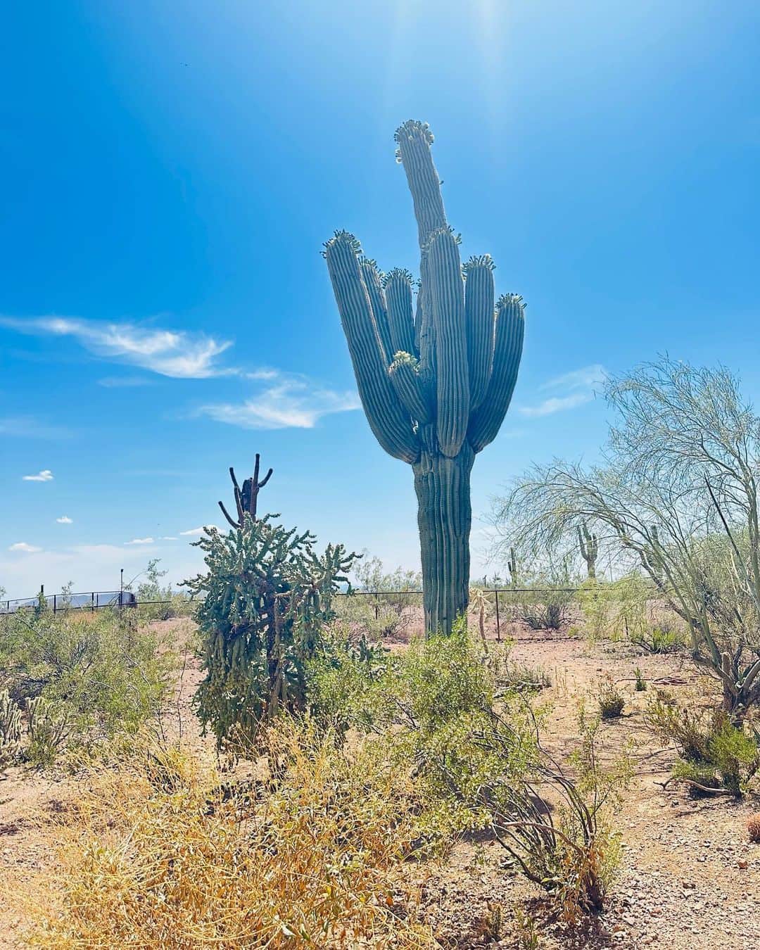 向田真優さんのインスタグラム写真 - (向田真優Instagram)「⁡ 色んな種類のサボテンがあって癒されました🥰🌵🩶 ・ ・ #cactus #Arizona」5月22日 17時40分 - mucchan_622