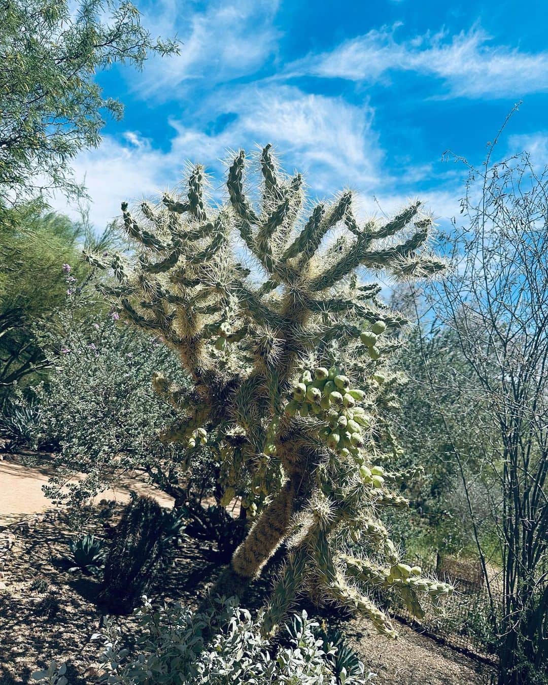 向田真優さんのインスタグラム写真 - (向田真優Instagram)「⁡ 色んな種類のサボテンがあって癒されました🥰🌵🩶 ・ ・ #cactus #Arizona」5月22日 17時40分 - mucchan_622