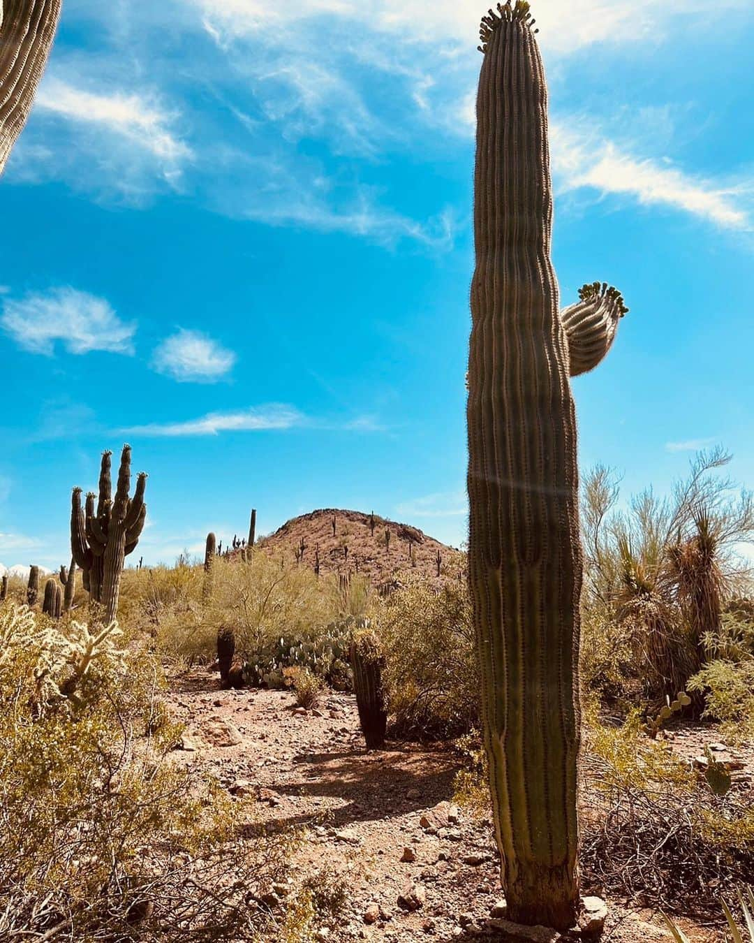 向田真優のインスタグラム：「⁡ 色んな種類のサボテンがあって癒されました🥰🌵🩶 ・ ・ #cactus #Arizona」