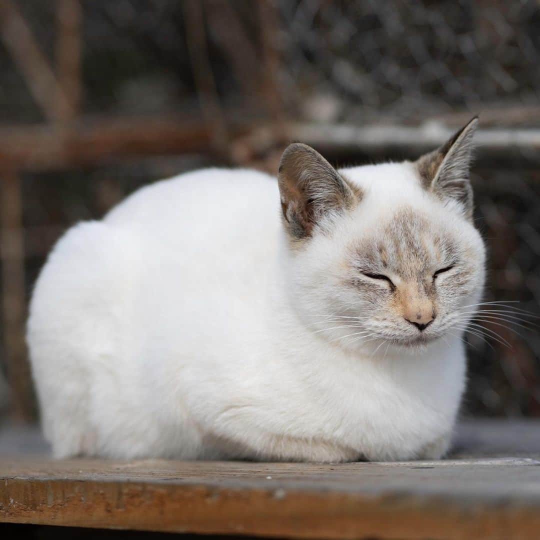 五十嵐健太さんのインスタグラム写真 - (五十嵐健太Instagram)「シャムミックスの猫さん #猫　#猫島　#シャムトラ　#シャムミックス」5月22日 17時33分 - tobineko_0