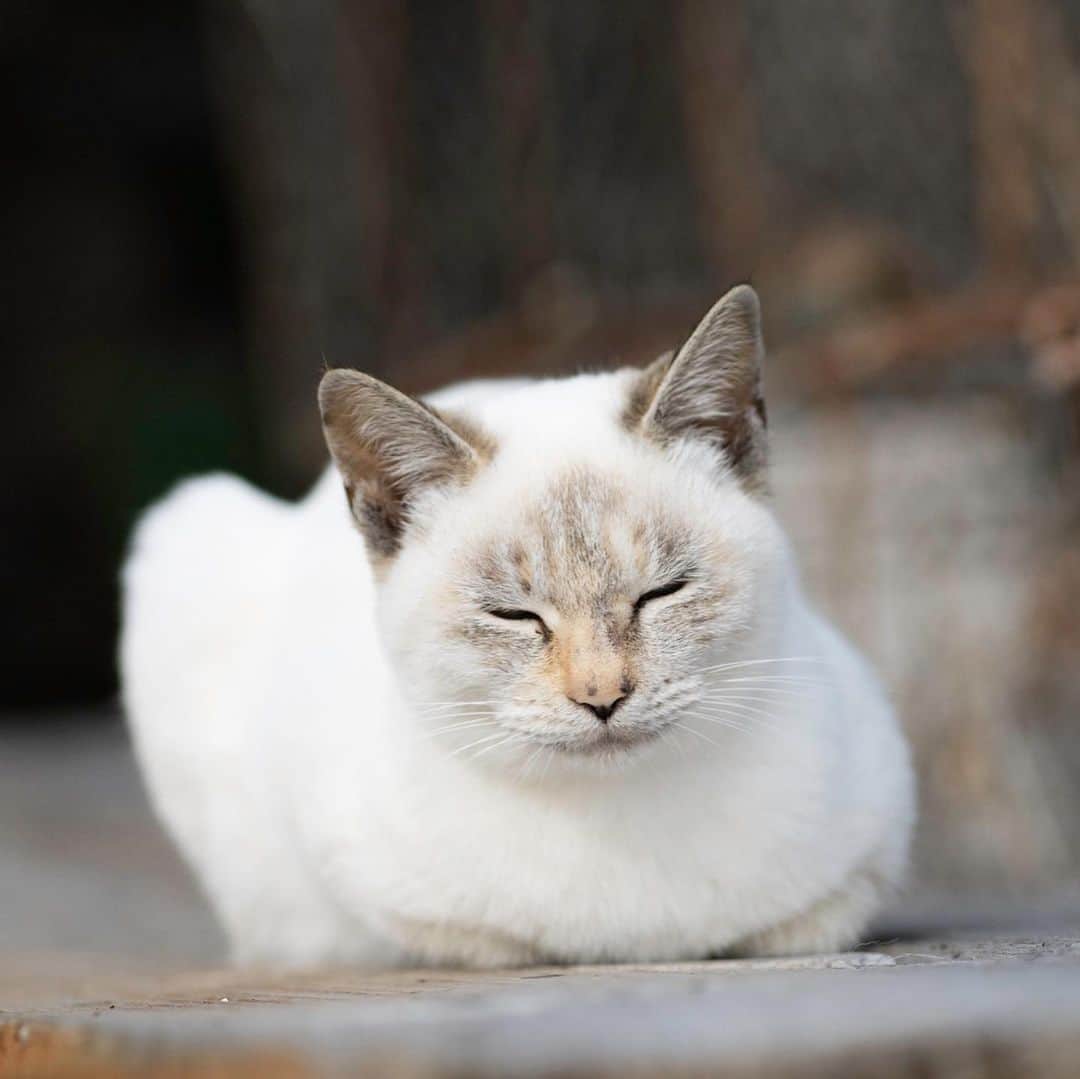 五十嵐健太のインスタグラム：「シャムミックスの猫さん #猫　#猫島　#シャムトラ　#シャムミックス」