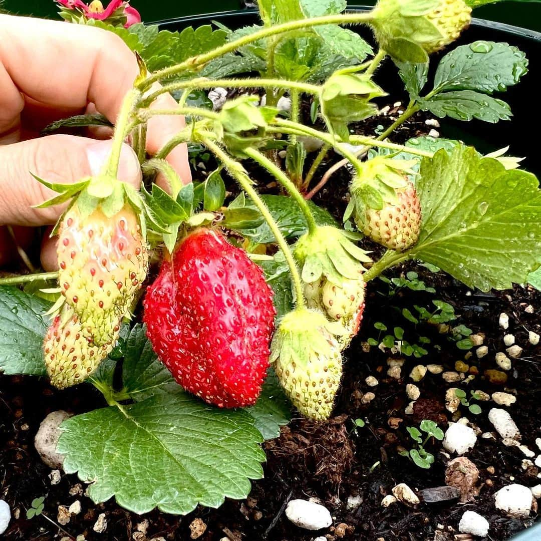 坂崎幸之助のインスタグラム：「ベランダの掃除中、イチゴを発見🍓 美味しく頂きました😋一つだけ🤣  #ベランダ #家庭菜園 #ガーデニング #真似ごと #イチゴ #ジャガイモ芽かき #ブルーベリー #トマト #レタス #良い季節 #収穫 #iPhone13Pro #東北ツアー #仙台 #郡山 #盛り上がったねぇ🤩 #ありがとう😻 #束の間の休日☺️」